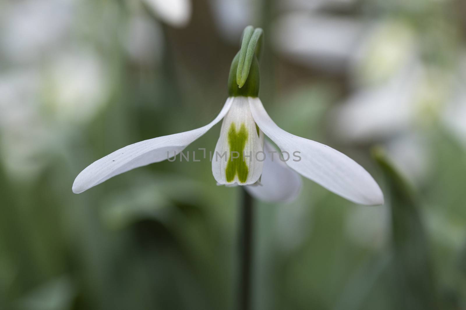 White snowdrop flower blooming in the edge and bright areas of the bushes