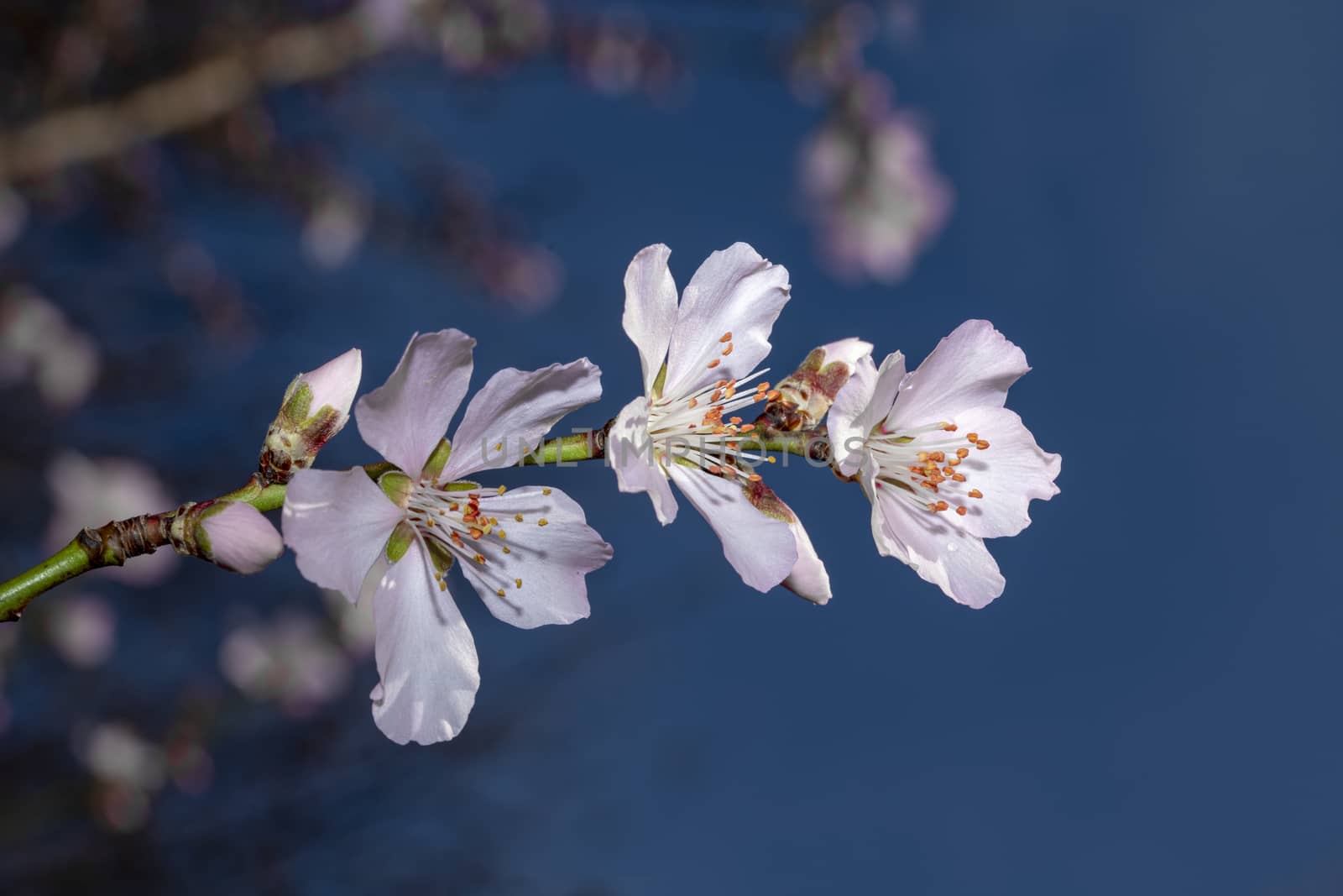 Pink Japanese cherry blossom blooming season under a ending winter blue sky by ankorlight
