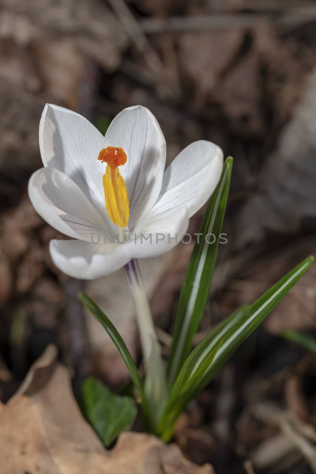 Closeup of a white crocus flower against a blur soil color background by ankorlight