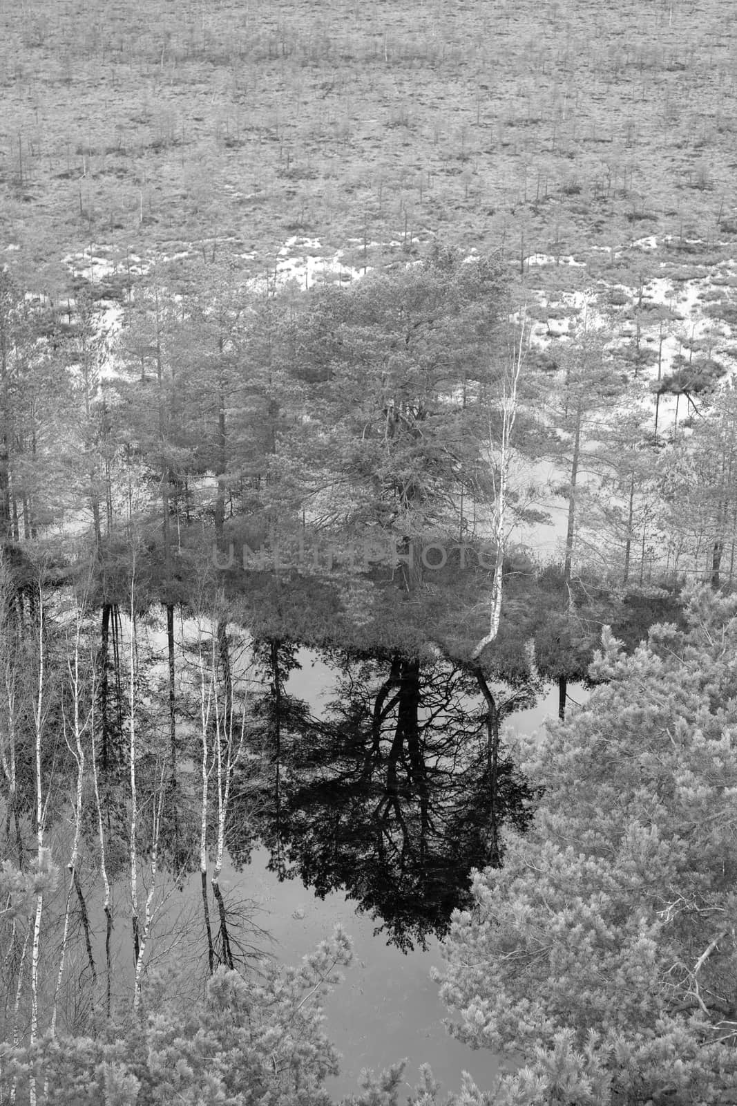 Majestic view tower in swamp in day. Calm and peaceful place for meditation.