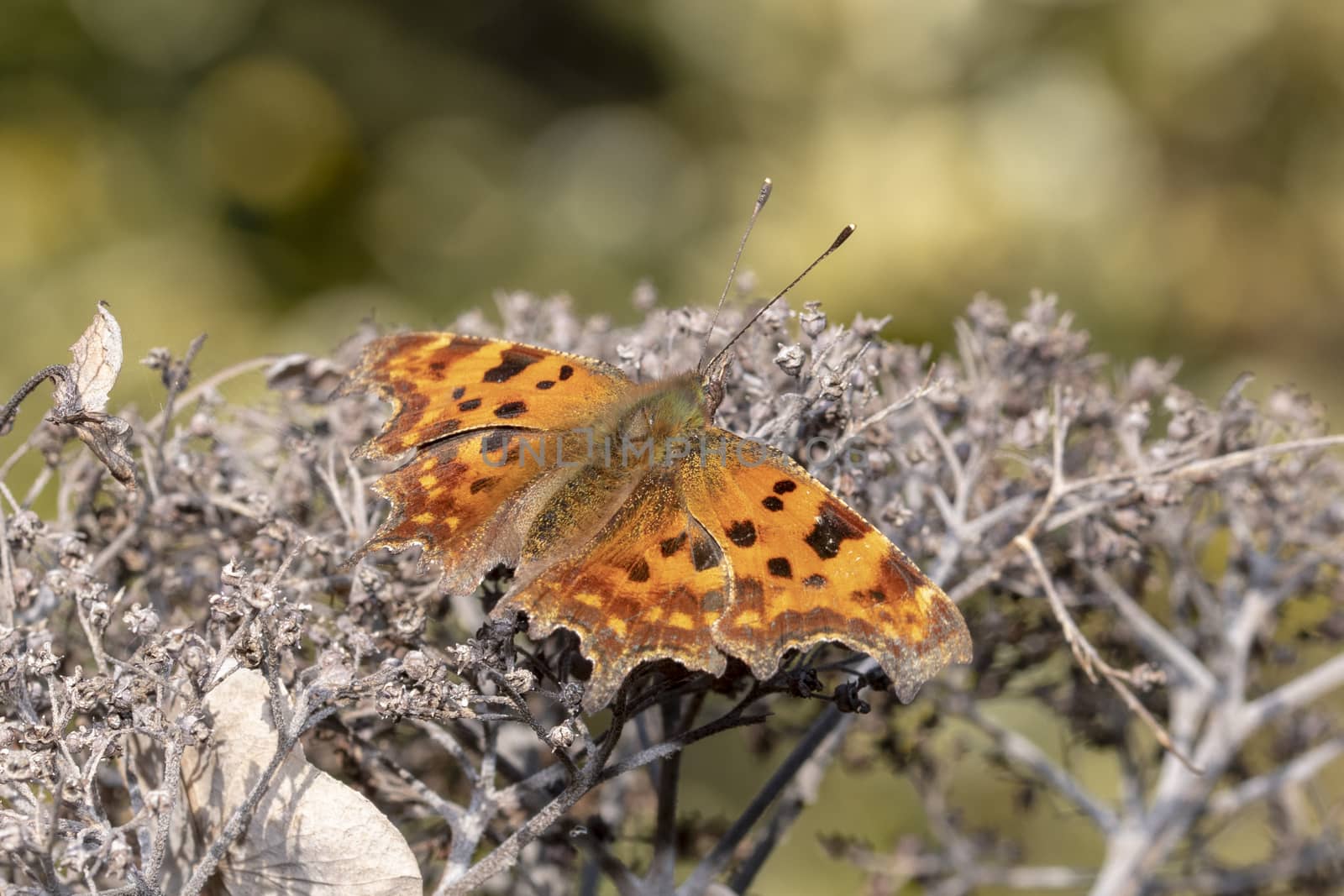 Polygonia c-album (comma) butterfly resting on a dried flower under the sun light by ankorlight