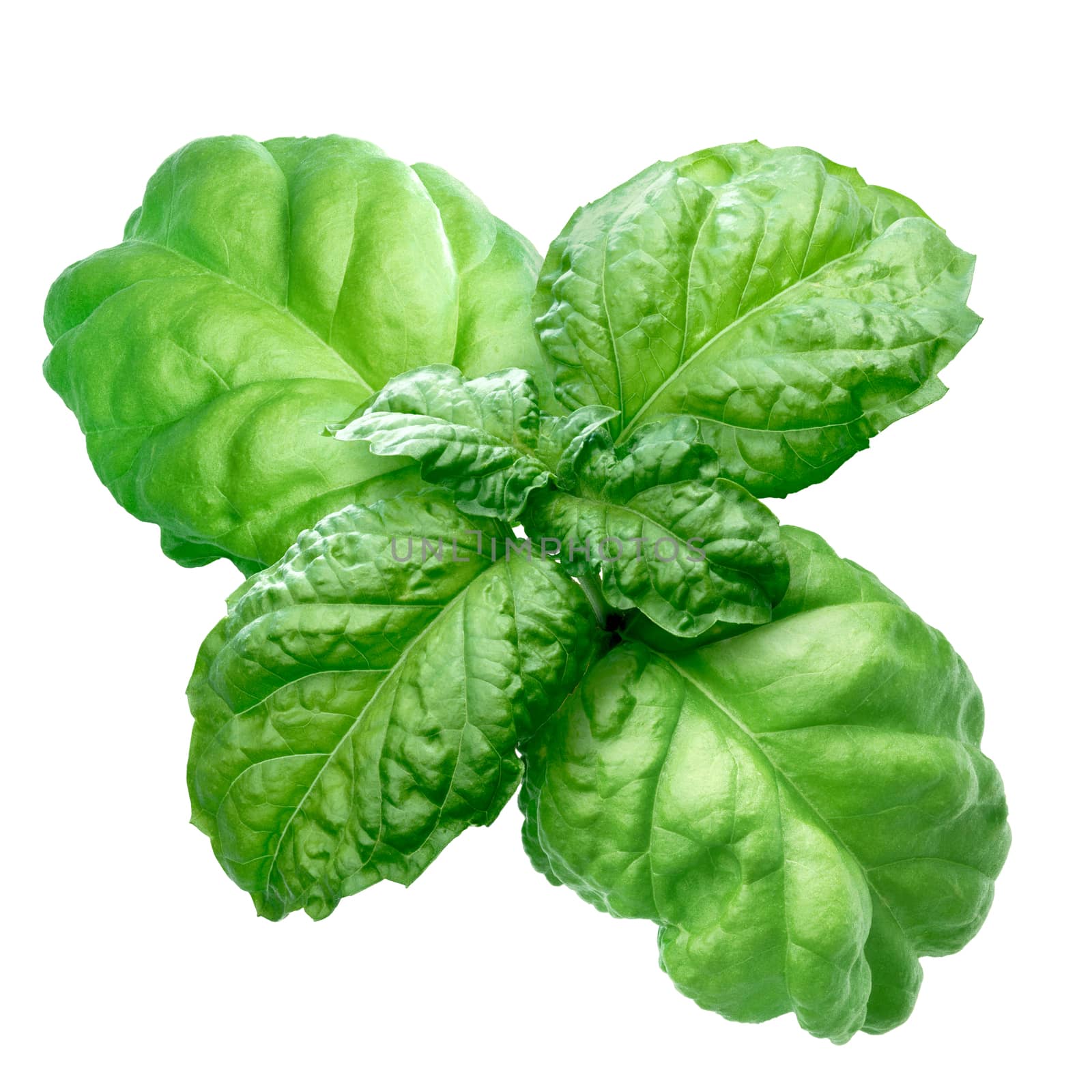 Lettuce leaf basil (Bolloso Napoletano, Valentino). Clipping path, infinite depth of field