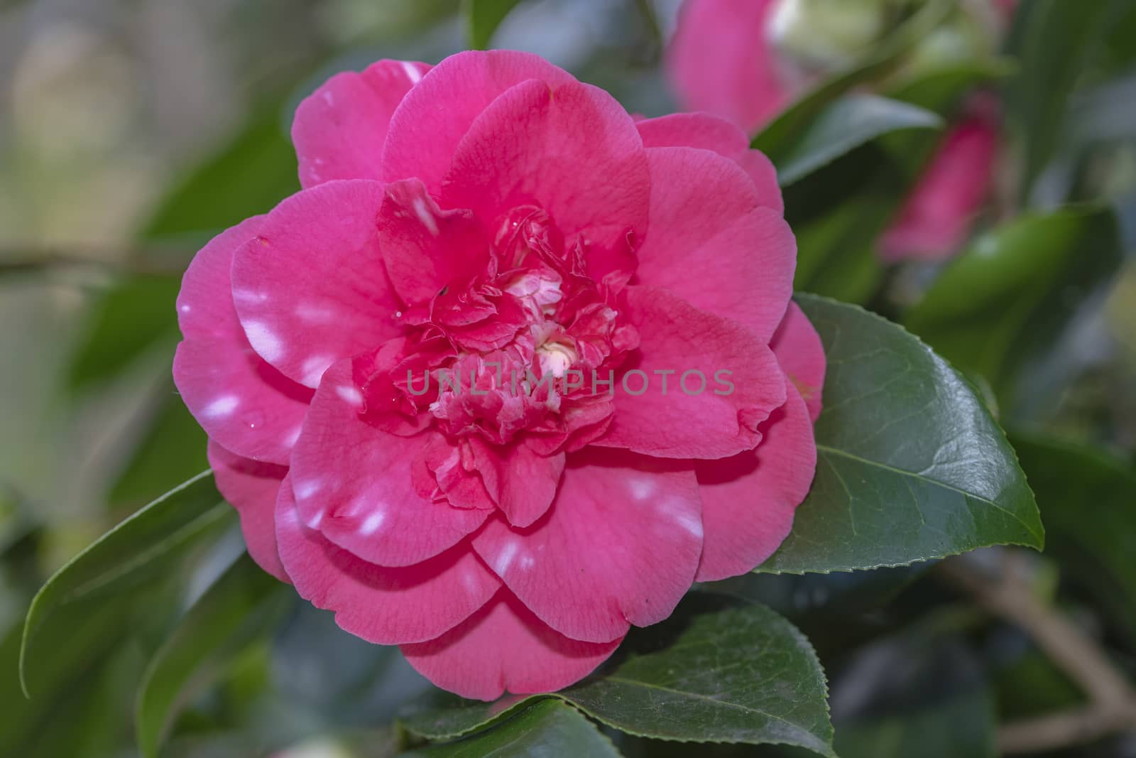 Close up of a red Camellia flower blooming under the late winter sun lights by ankorlight