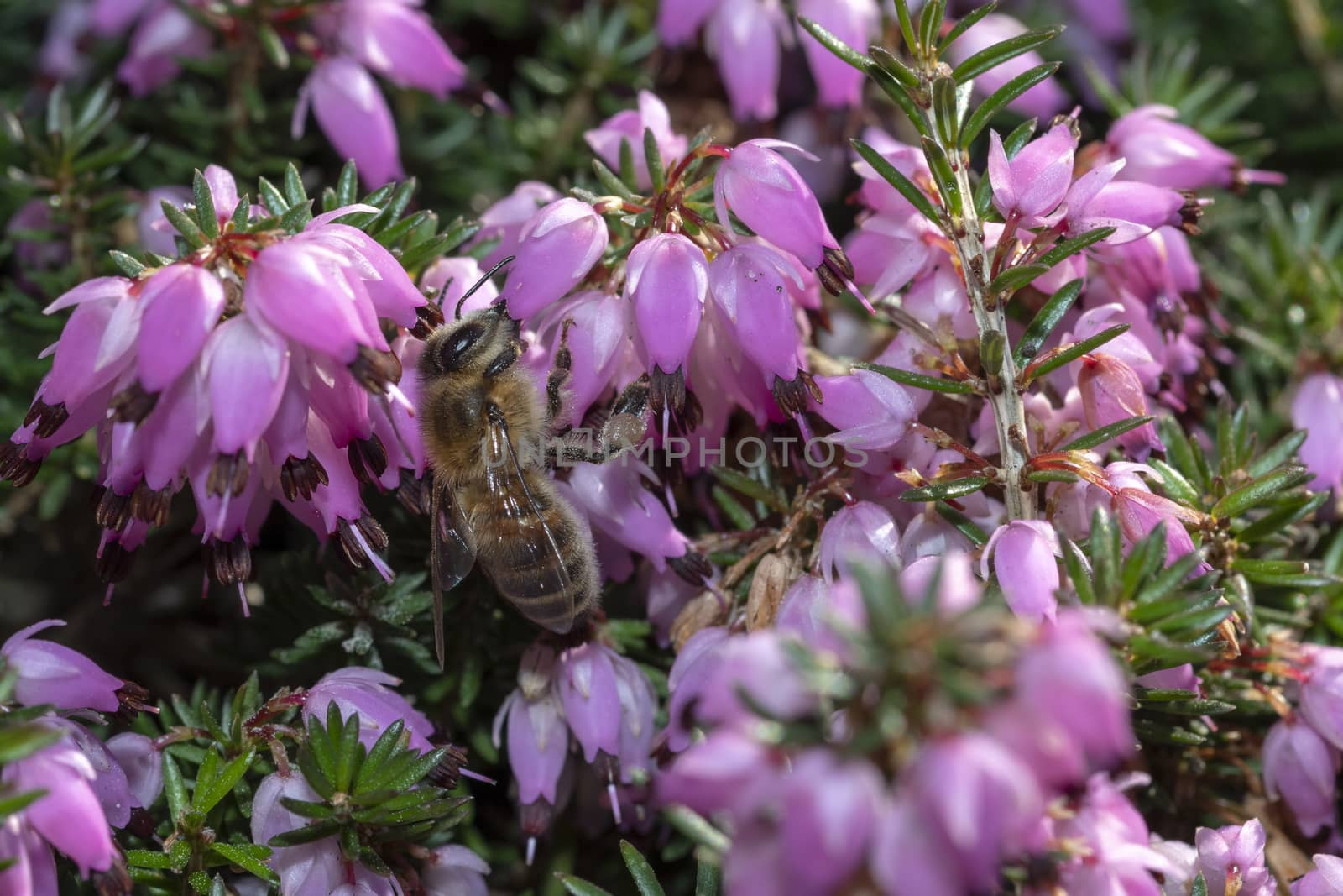 Closeup view of a bee surfing on violet calluna vulgaris flowers by ankorlight