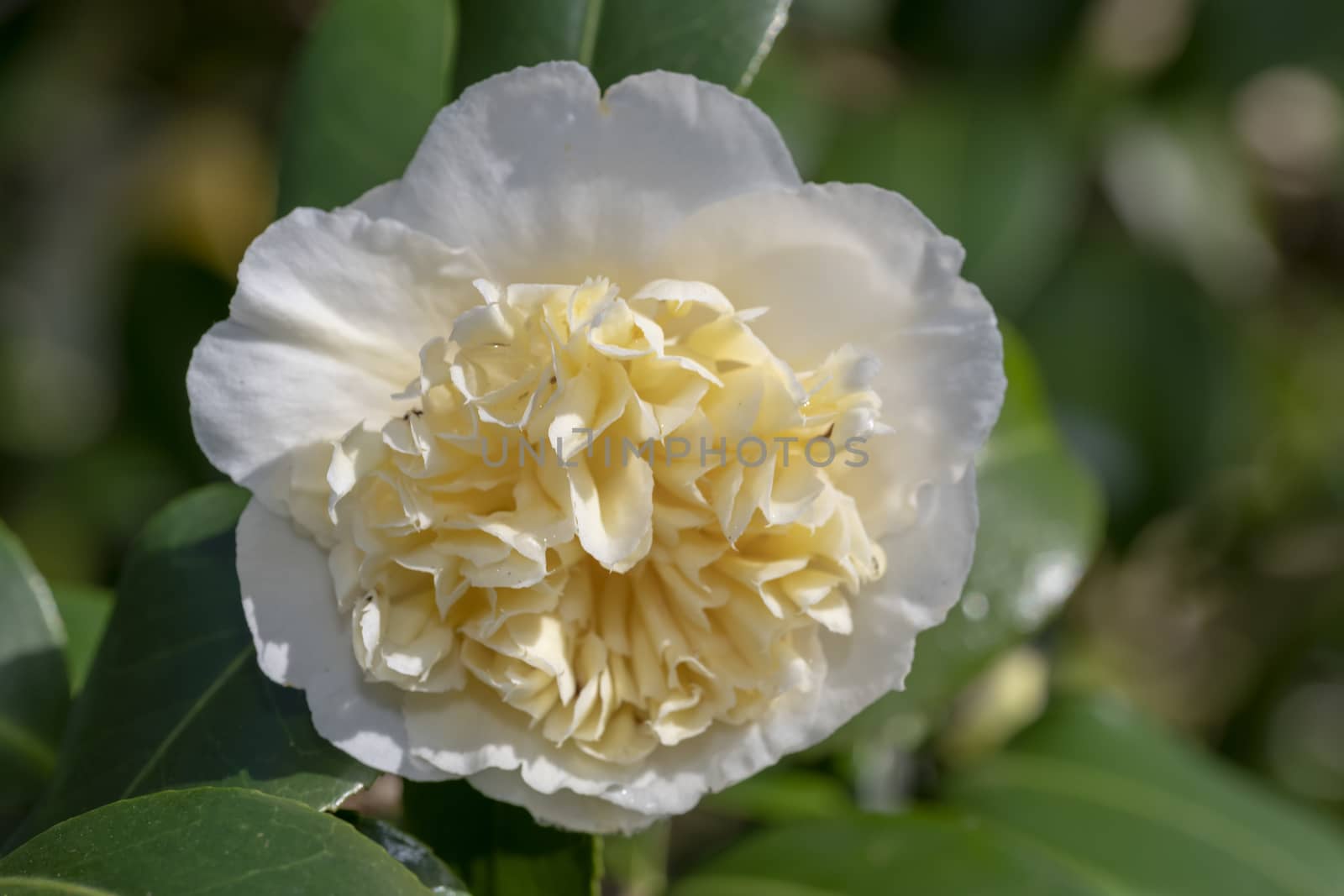 Close up of a white Camellia flower blooming under the late winter sun lights