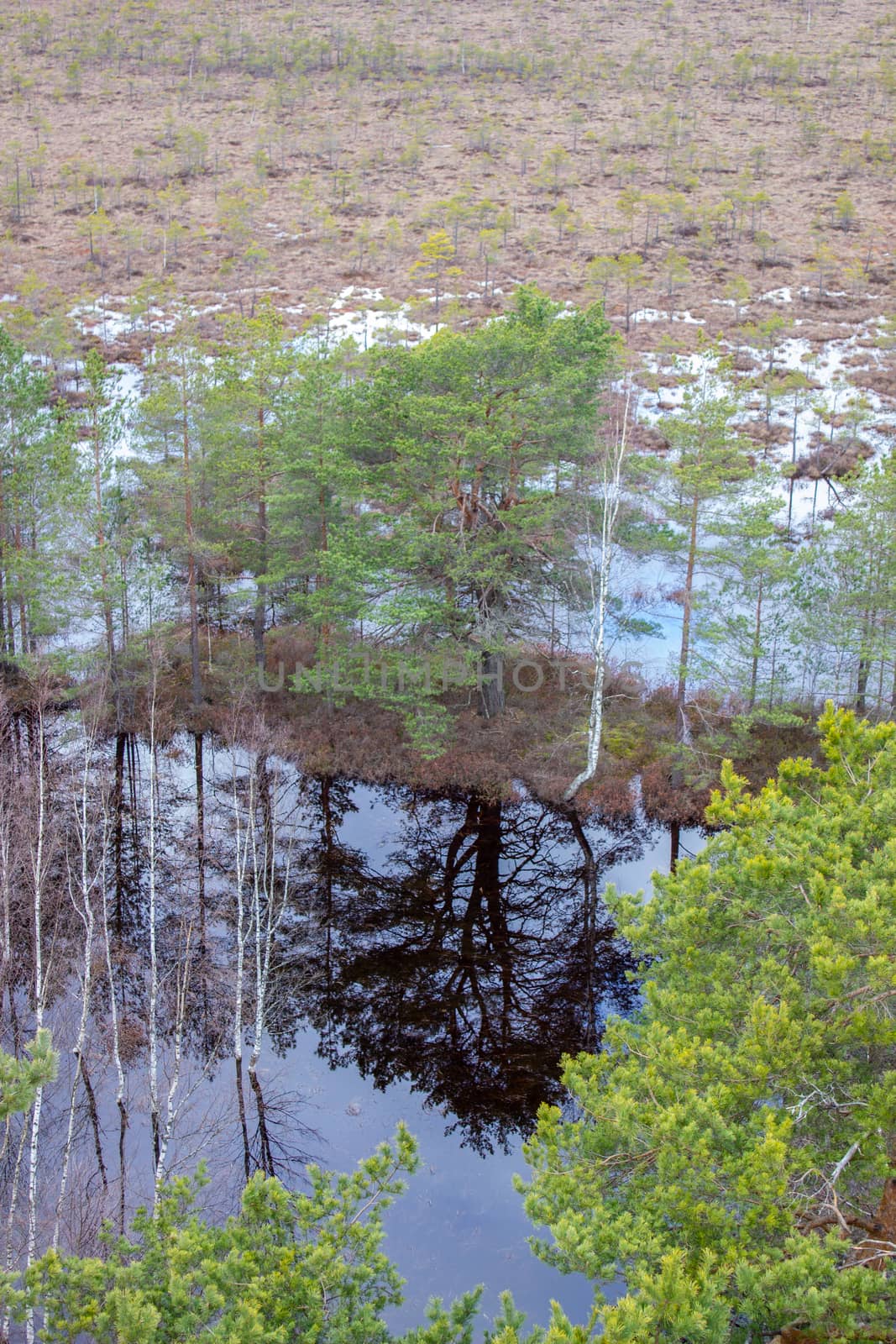 Majestic view tower in swamp in day. Calm and peaceful place for meditation.