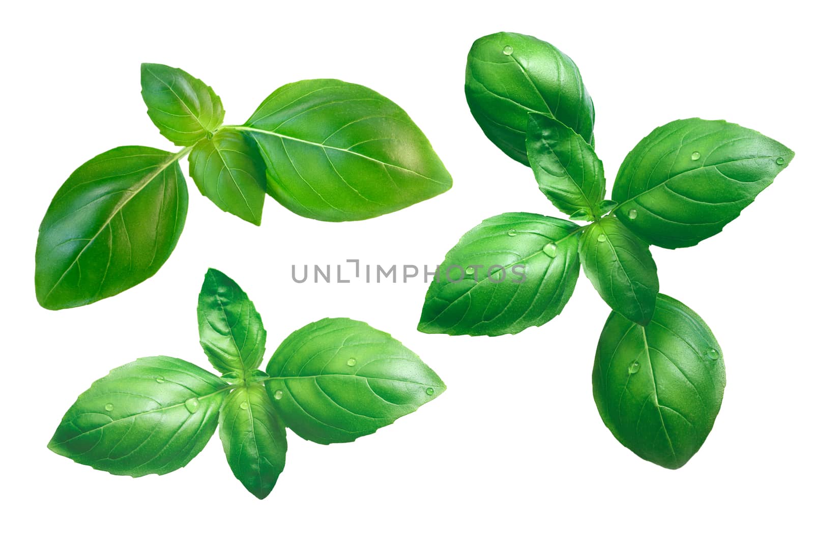 Set of fresh green basil (basilicum ocimum) leaves, organic, Genovese variety. Clipping path, infinite depth of field