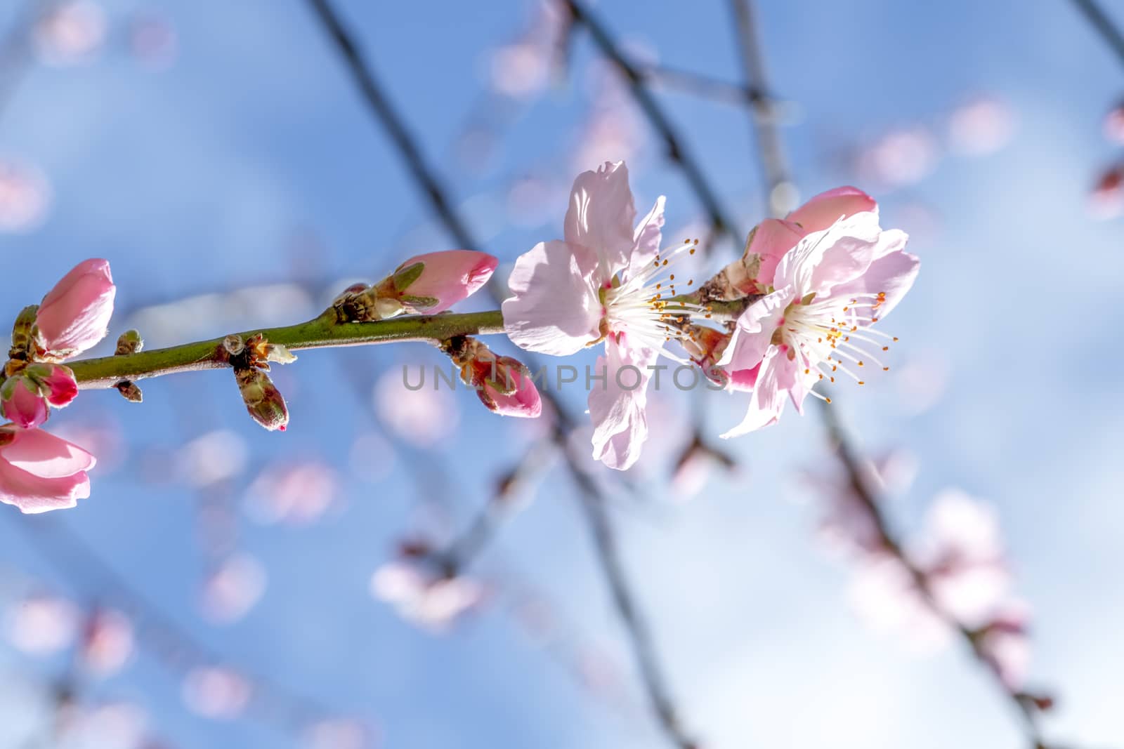 Pink Japanese cherry blossom blooming season under a ending winter blue sky