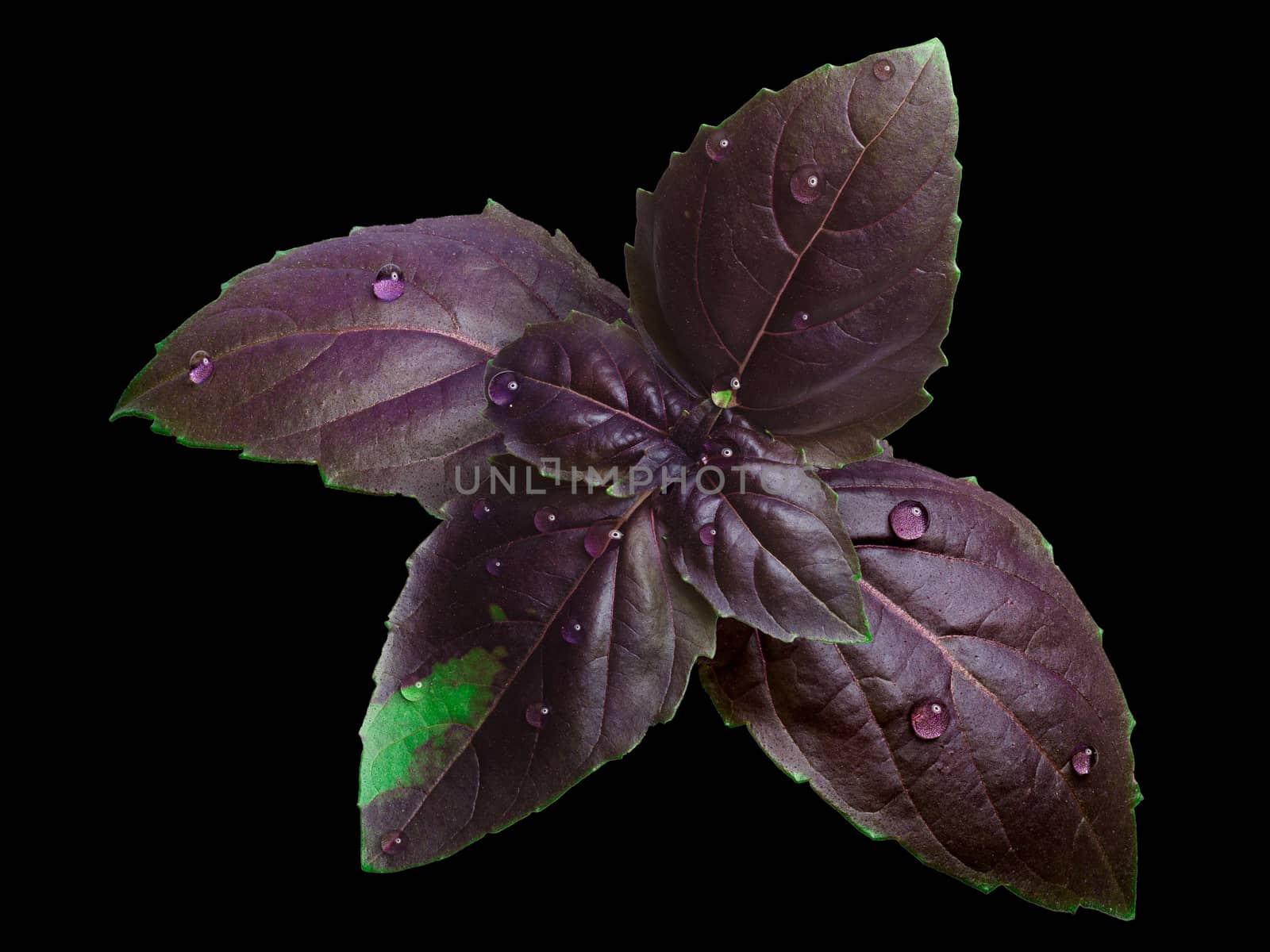 Fresh purple aquifolium basil (basilicum ocimum) leaves covered with water drops. Clipping path, infinite depth of field