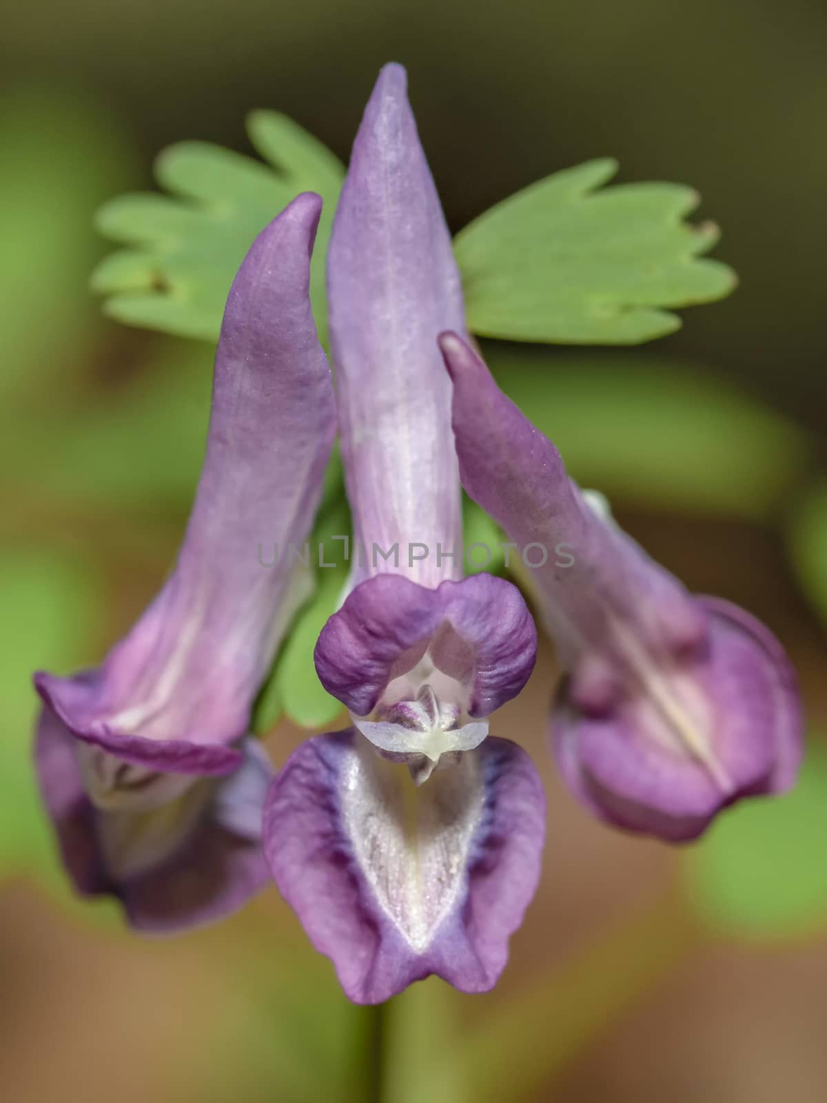 Little purple  Corydalis solida flowers growing at late warm winter