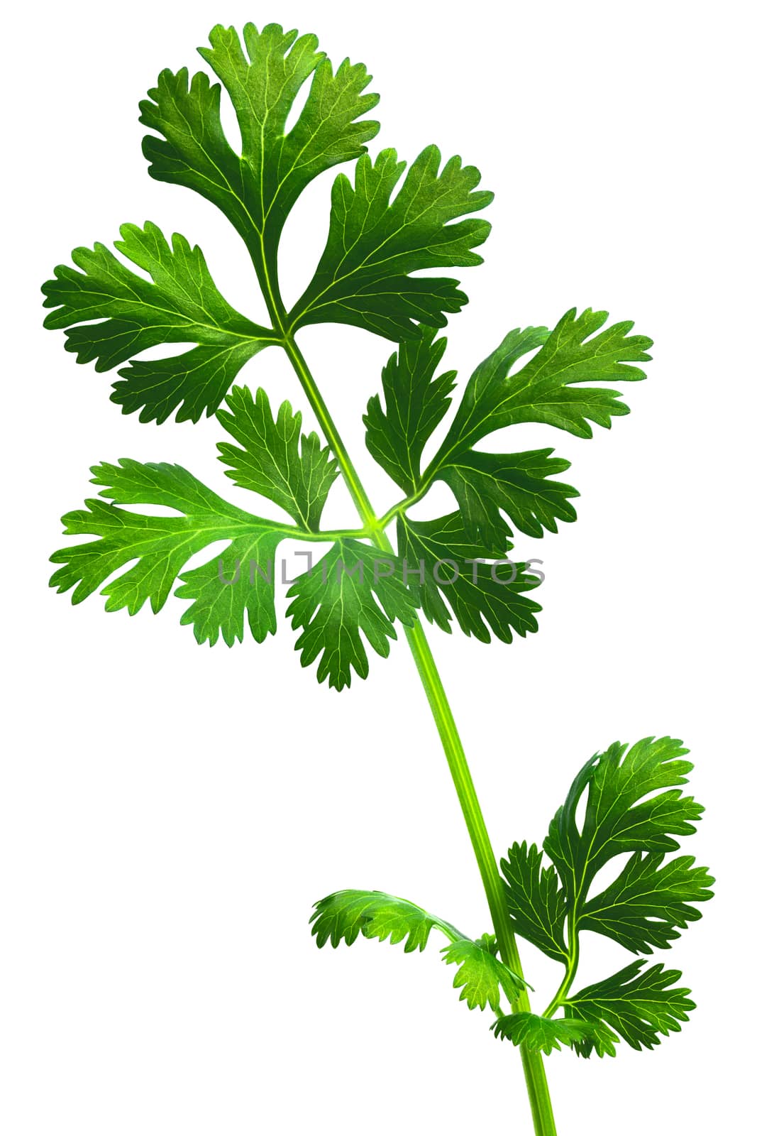 Coriander ( Coriandrum sativum) or cilantro, Chinese parsley, dhania fresh leaves. Clipping path, infinite depth of field