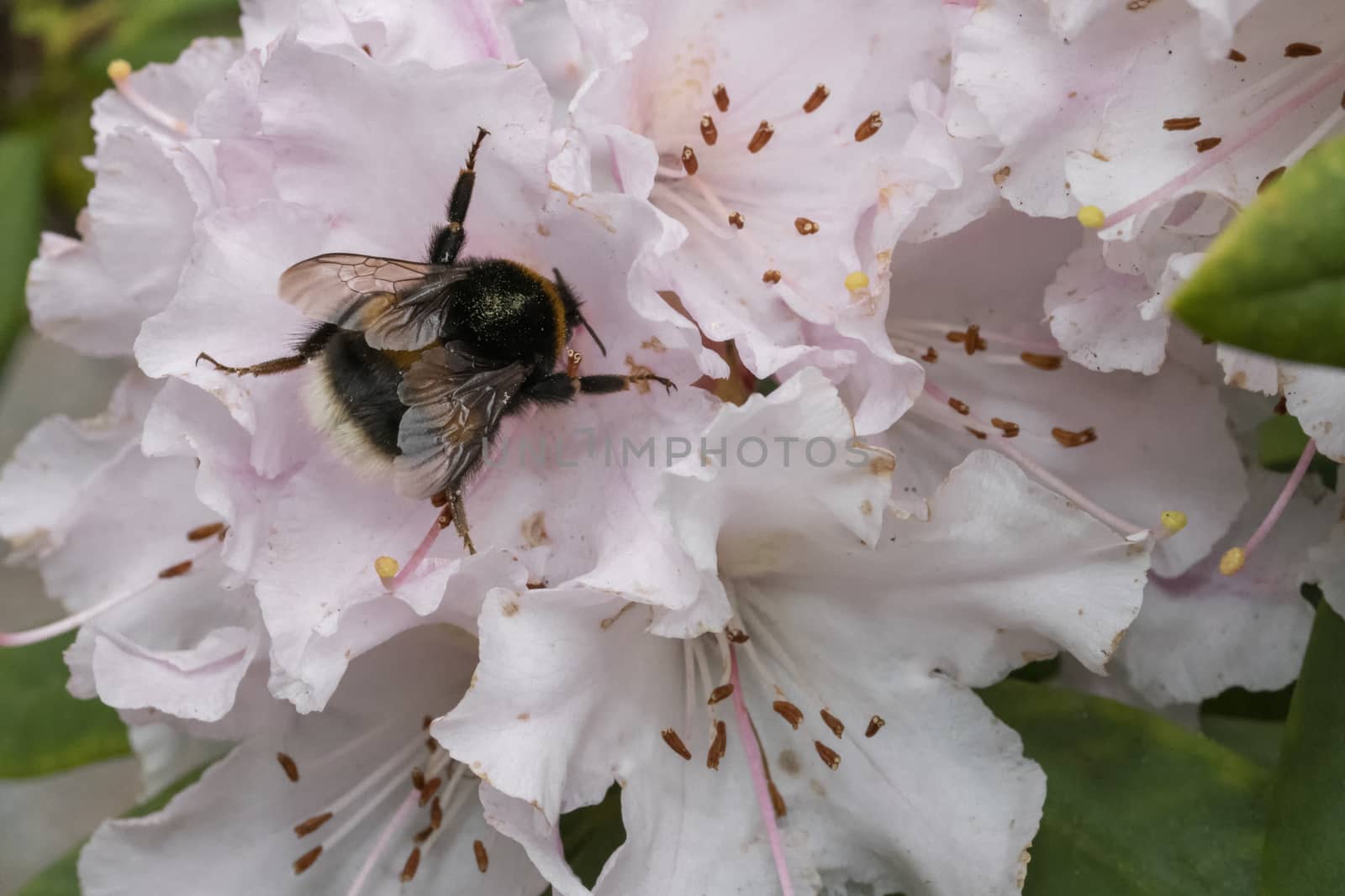 Bumblebee flying from one to another Sakura Japanese cherry blossom by ankorlight