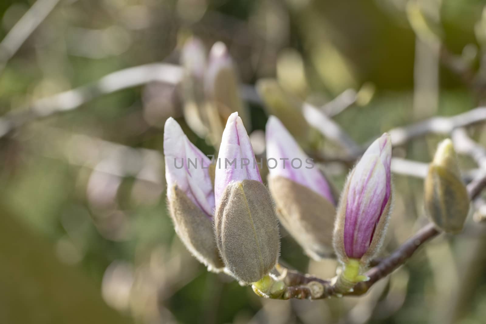 Closeup of magnolia blossom under a bright early spring sun ligh by ankorlight