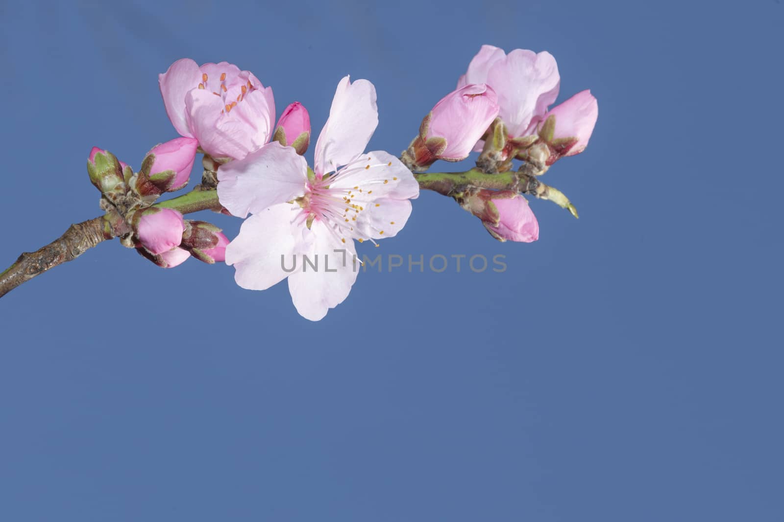 Pink Japanese cherry blossom blooming season under a ending winter blue sky