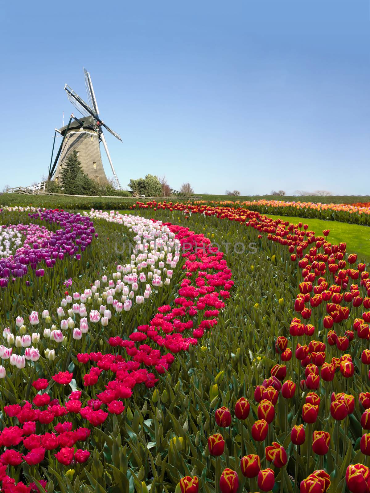 Colorful Dutch tulip farm nested to a majestic windmill under a  by ankorlight