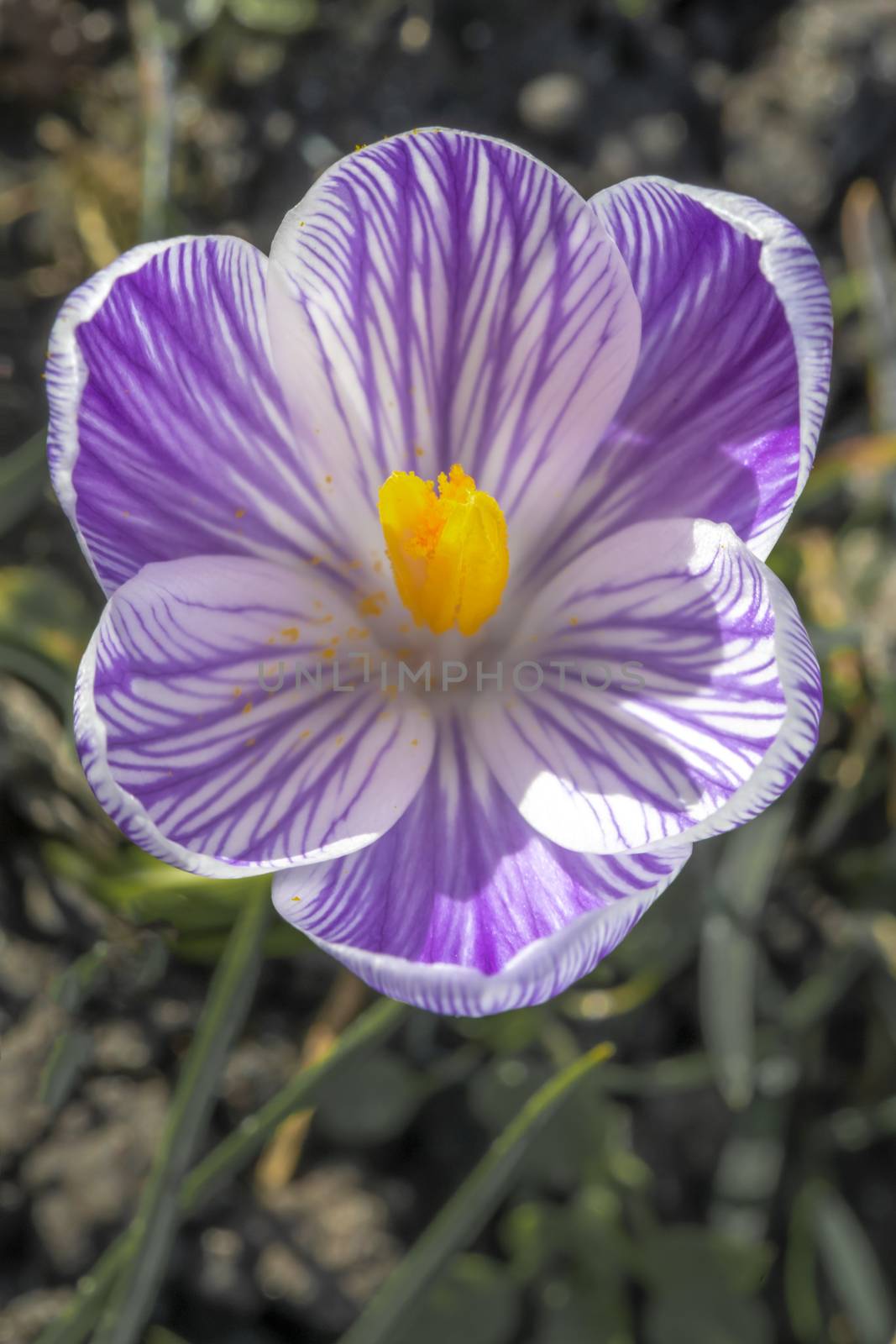 Closeup of a white and purple crocus flower against a blur soil color background by ankorlight