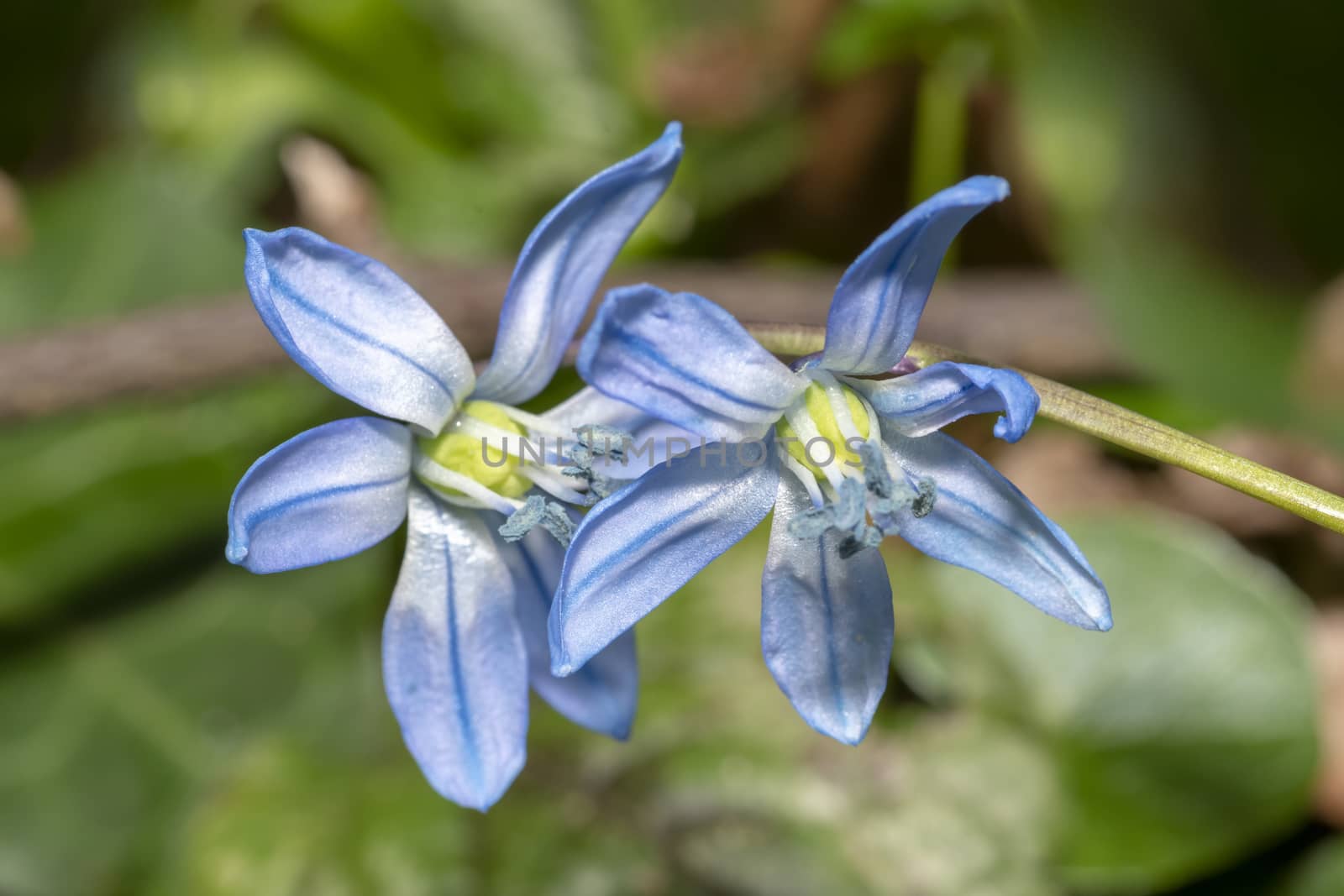 Close up of blue Scilla flower blooming at the early spring against brown dried last year fallen leafs and waiting for bees by ankorlight