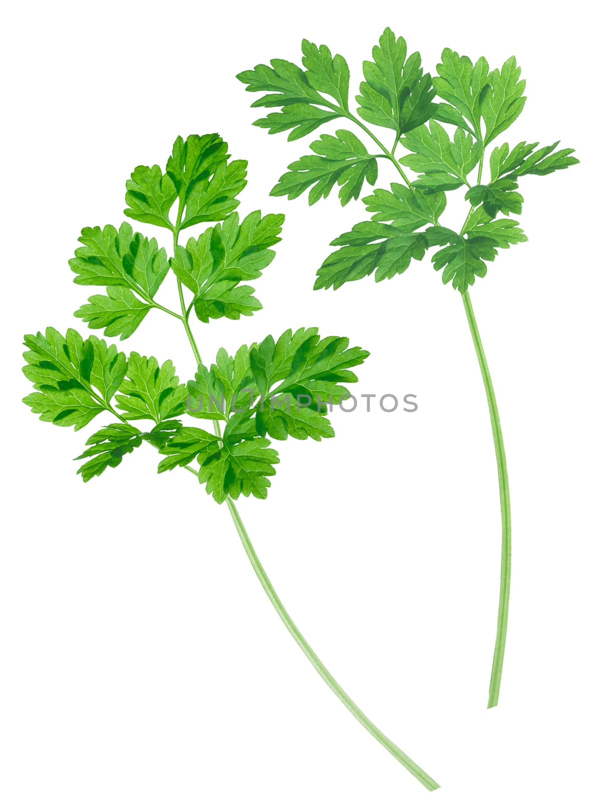 Shoots of Chervil (Anthriscus cerefolium), parsley-related fine herb. Clipping paths,infinite depth of field, enhanced color