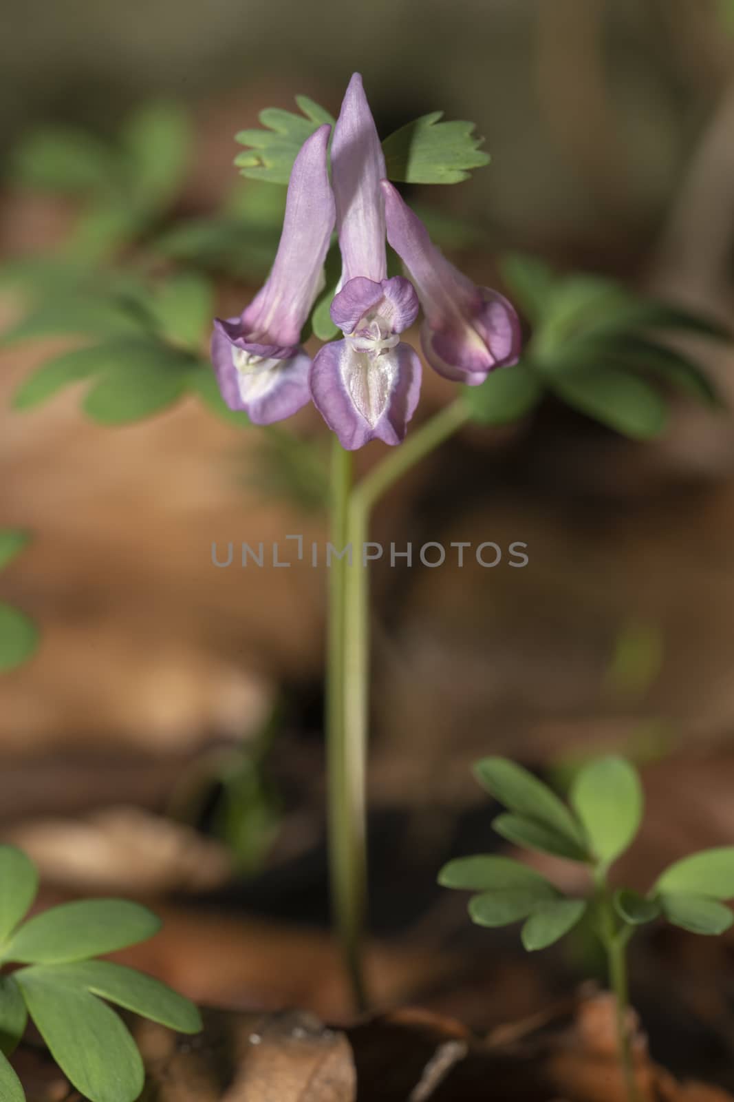 Little purple  Corydalis solida flowers growing at late warm winter by ankorlight