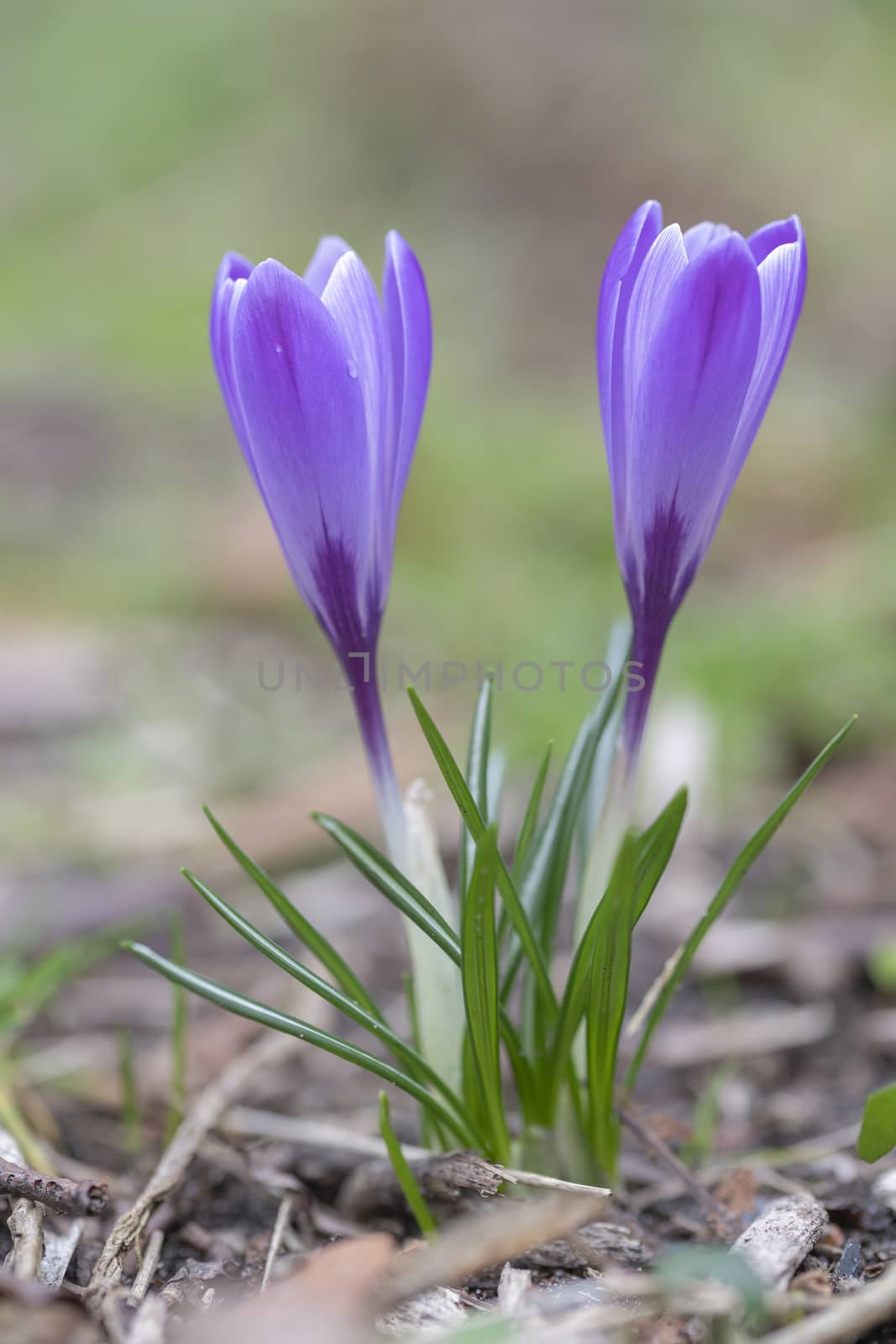 Close up of a purple crocus flower blooming at the early spring against a green grass waiting for bees