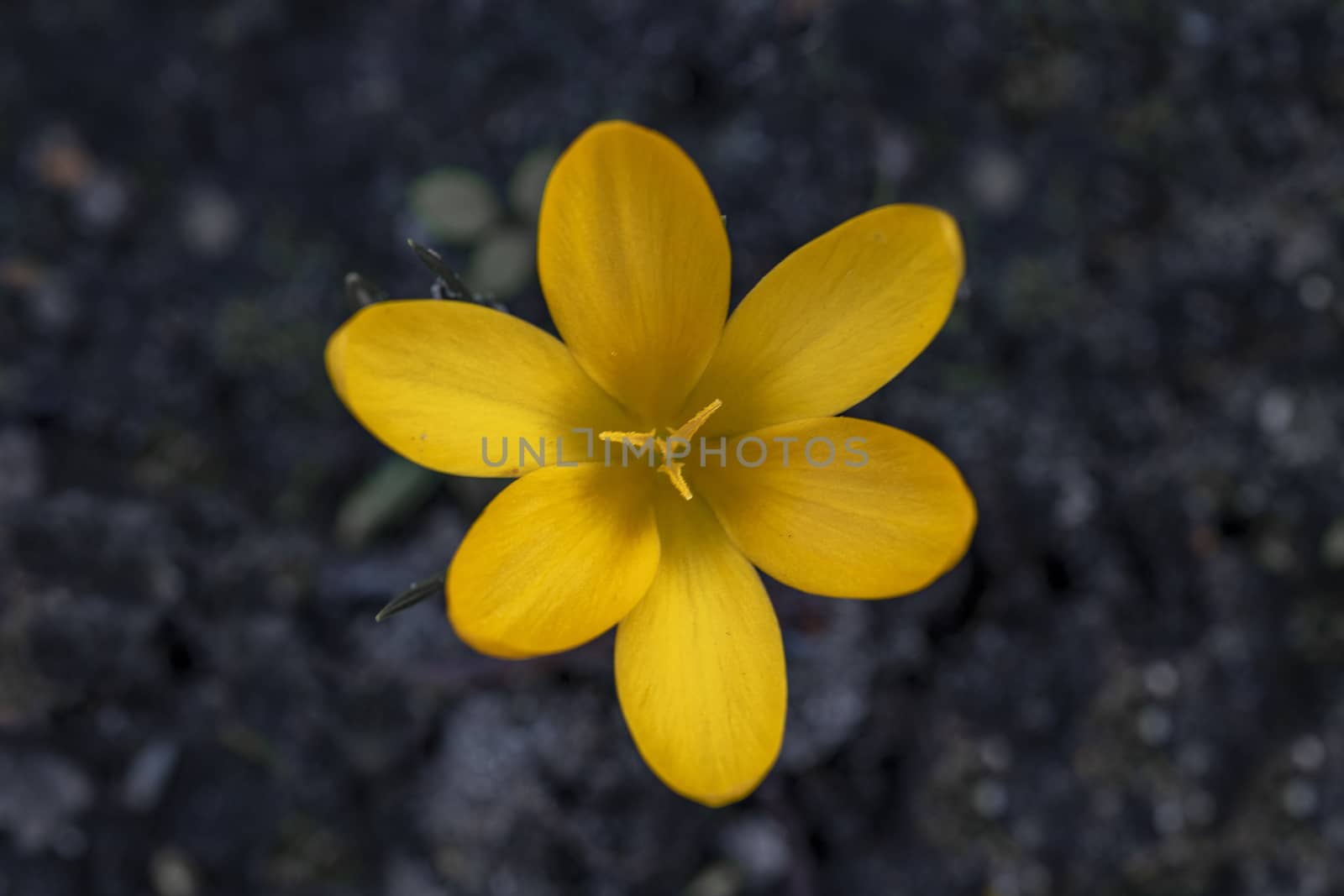 Closeup of a yellow and golden crocus flower against a dark soil background