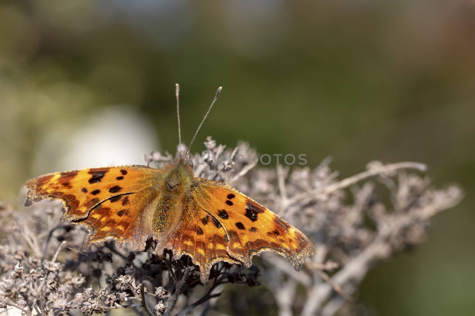 Polygonia c-album (comma) butterfly resting on a dried flower under the sun light by ankorlight