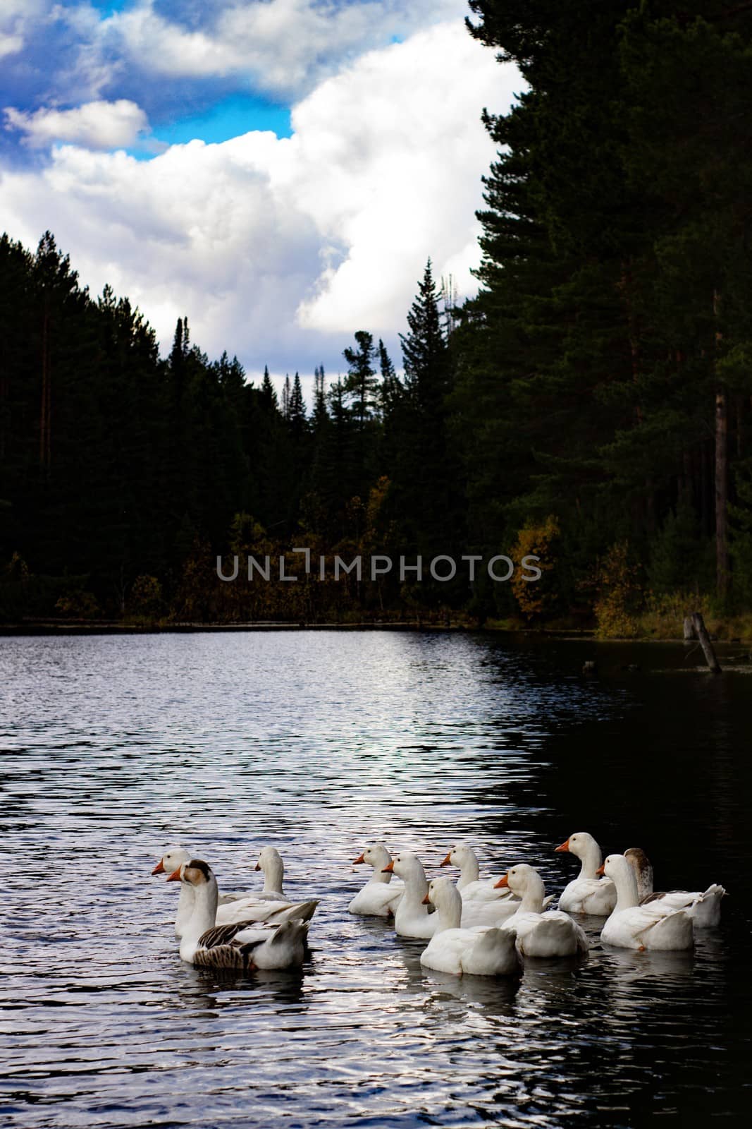Ducks in a forest pond.