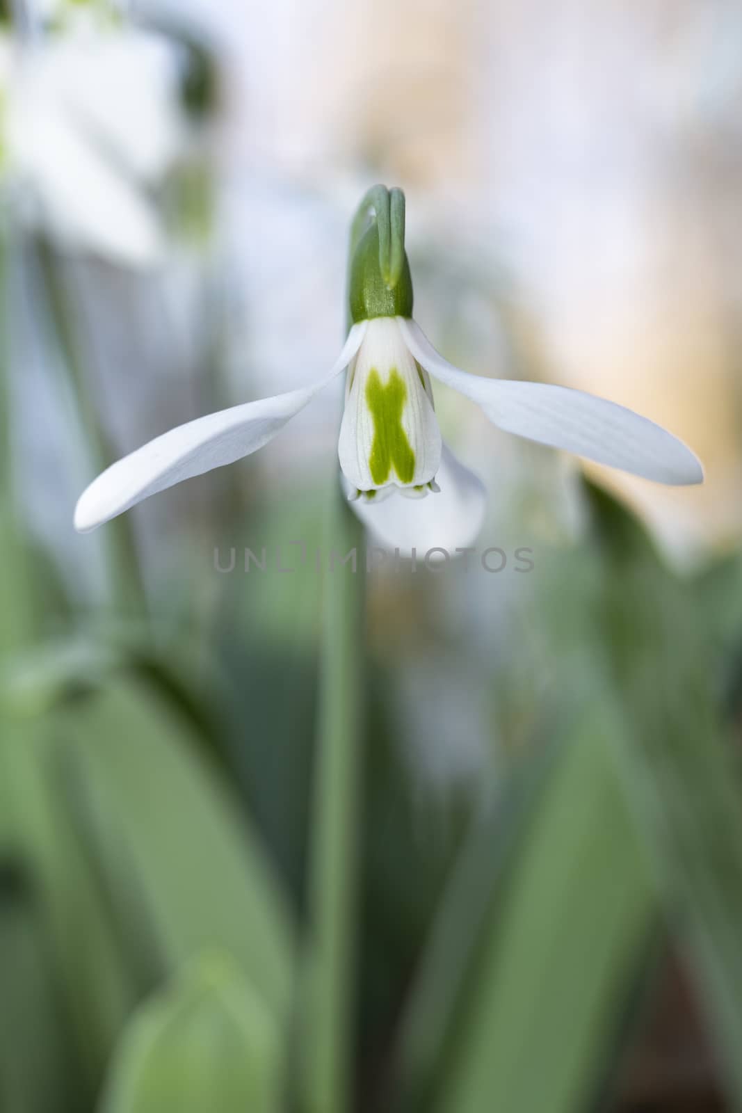 White snowdrop flower blooming in the edge and bright areas of the bushes by ankorlight