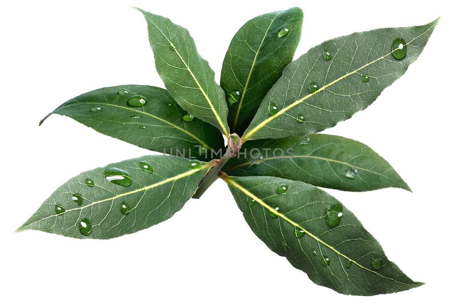Sweet bay (laurel, Laurus nobilis,Grecian laurel) fresh leaves covered with water drops. Infinite depth of field, clipping path