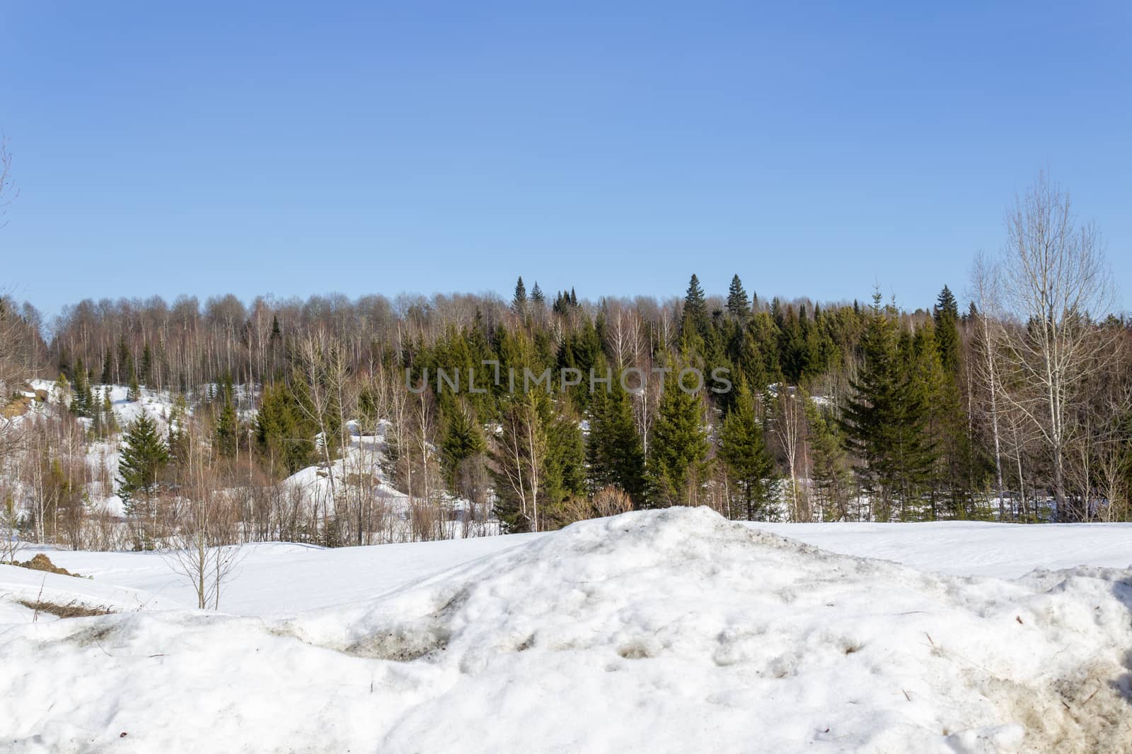 Awesome winter landscape. A snow-covered path among the trees in the wild forest. Winter forest. Forest in the snow.