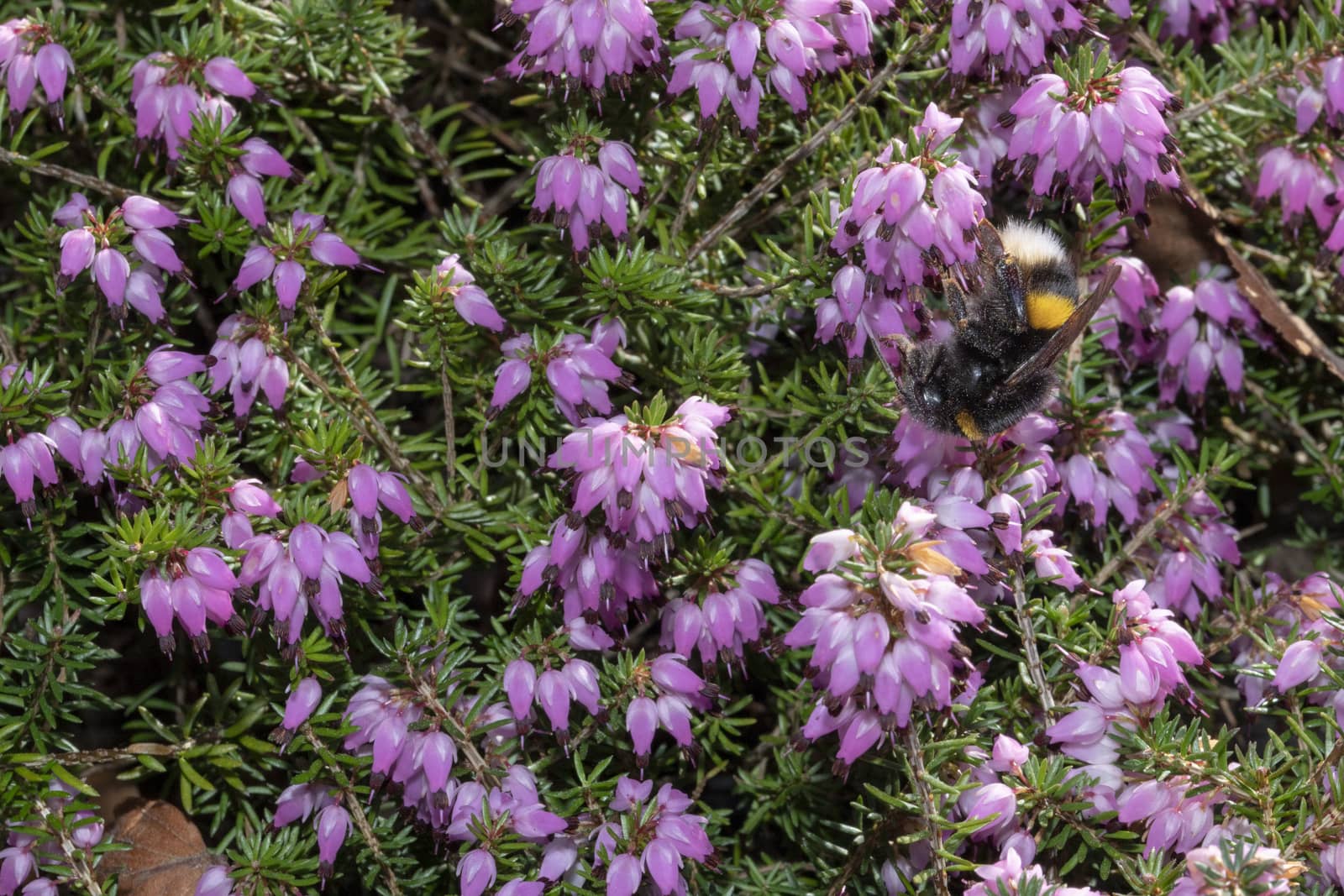 Closeup view of a bumblebee surfing on violet calluna vulgaris flowers by ankorlight