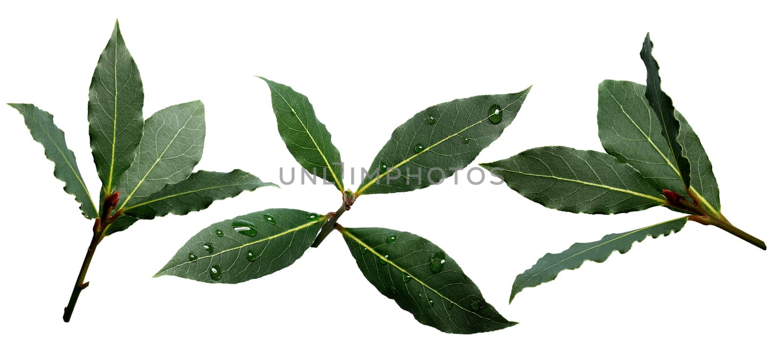 Set of sweet bay (laurel, Laurus nobilis,Grecian laurel) fresh leaves. Infinite depth of field, clipping paths