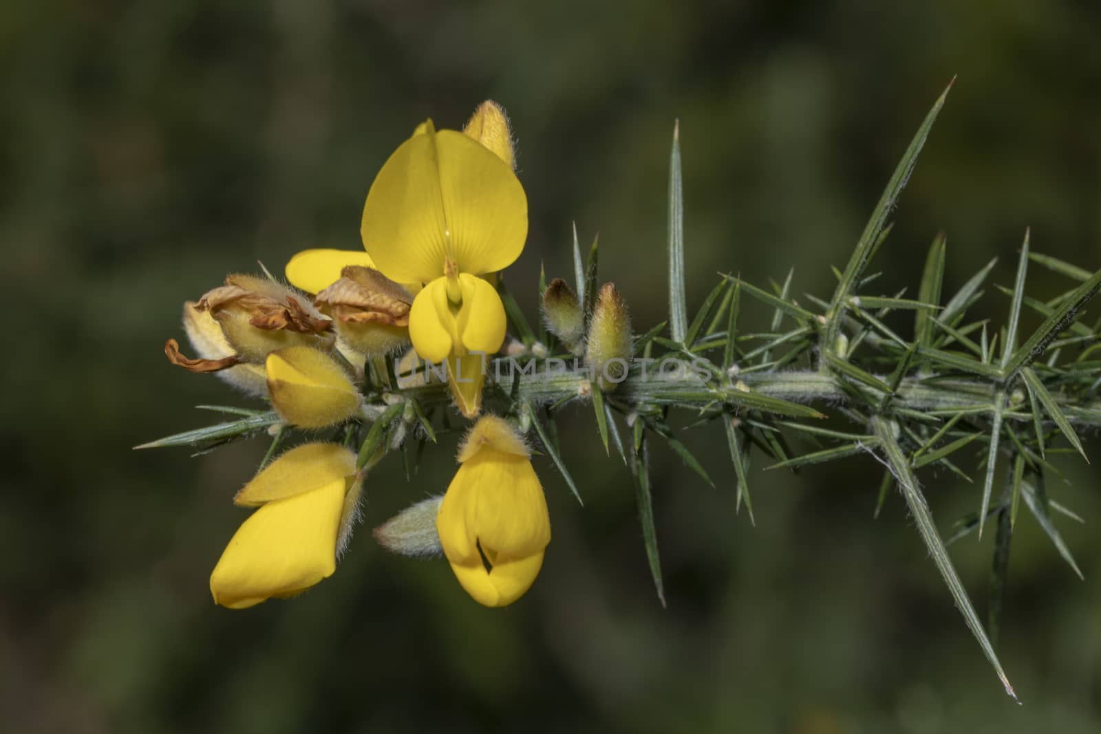 Ulex europaeus, yellow flowers close up