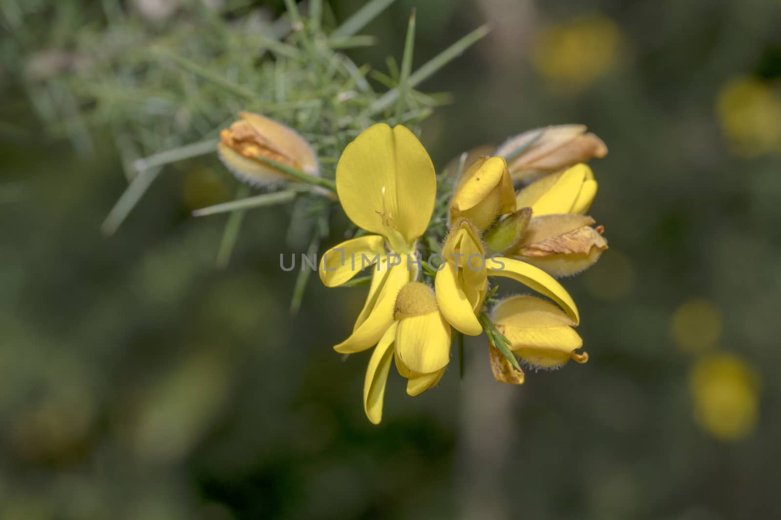 Ulex europaeus, yellow flowers close up by ankorlight