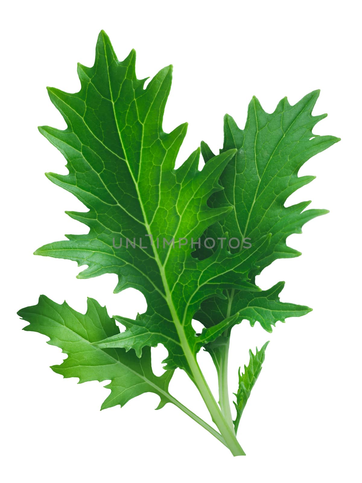 Mizuna (Japanese mustard) leafy green salad. Brassica rapa nipponsinica cultivated variety. Infinite DOF, clipping path, enhanced color