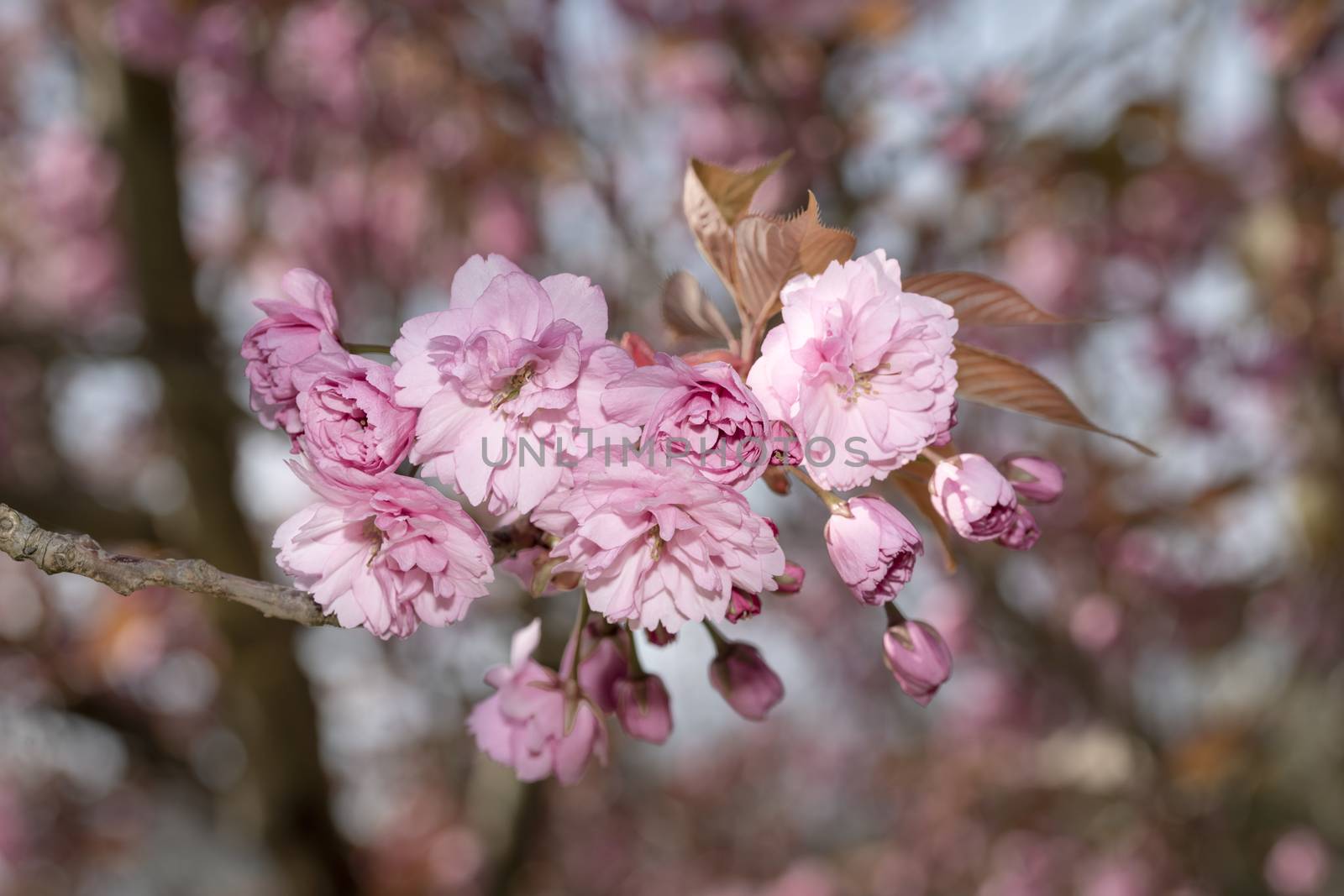 Young pink sakura blossom blooming at the end of a branch in the spring season by ankorlight
