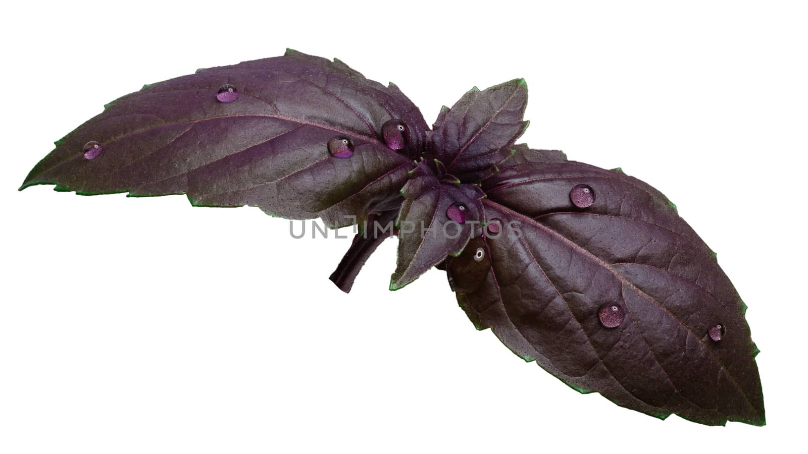 Fresh purple basil (basilicum ocimum) leaves covered with water drops. Clipping path, infinite depth of field