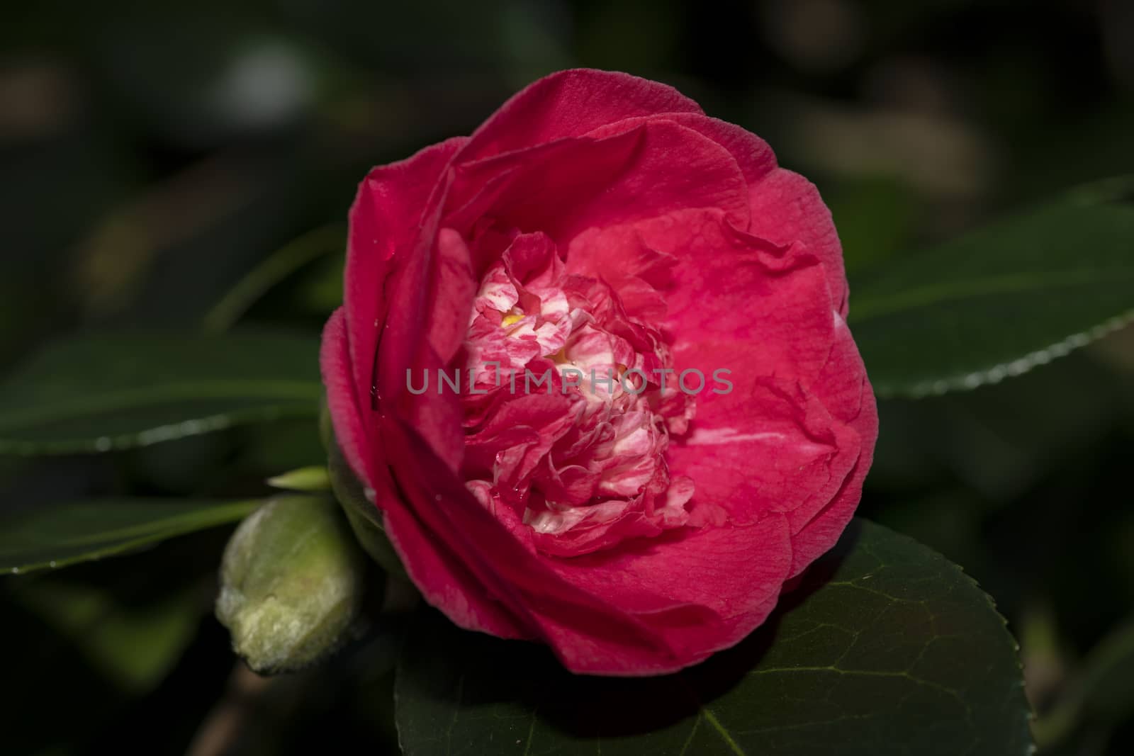 Close up of a red Camellia flower blooming under the late winter sun lights