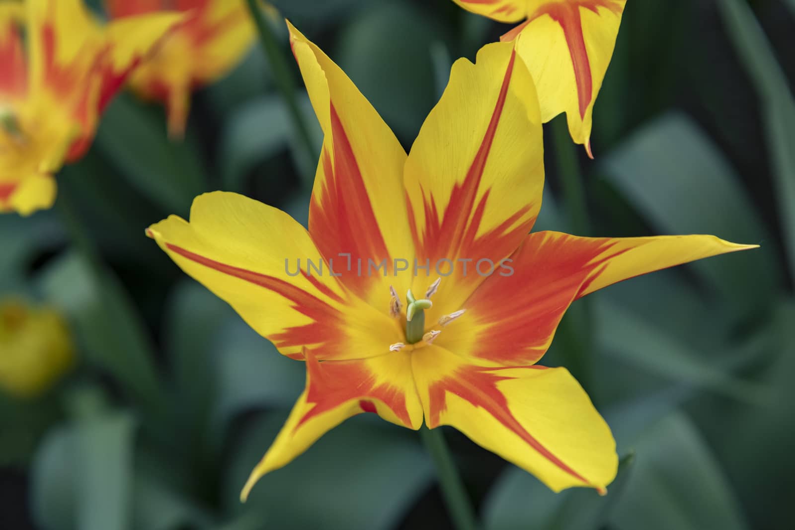 Down view close up of red and yellow tulips blossom flower in the tulip field by ankorlight