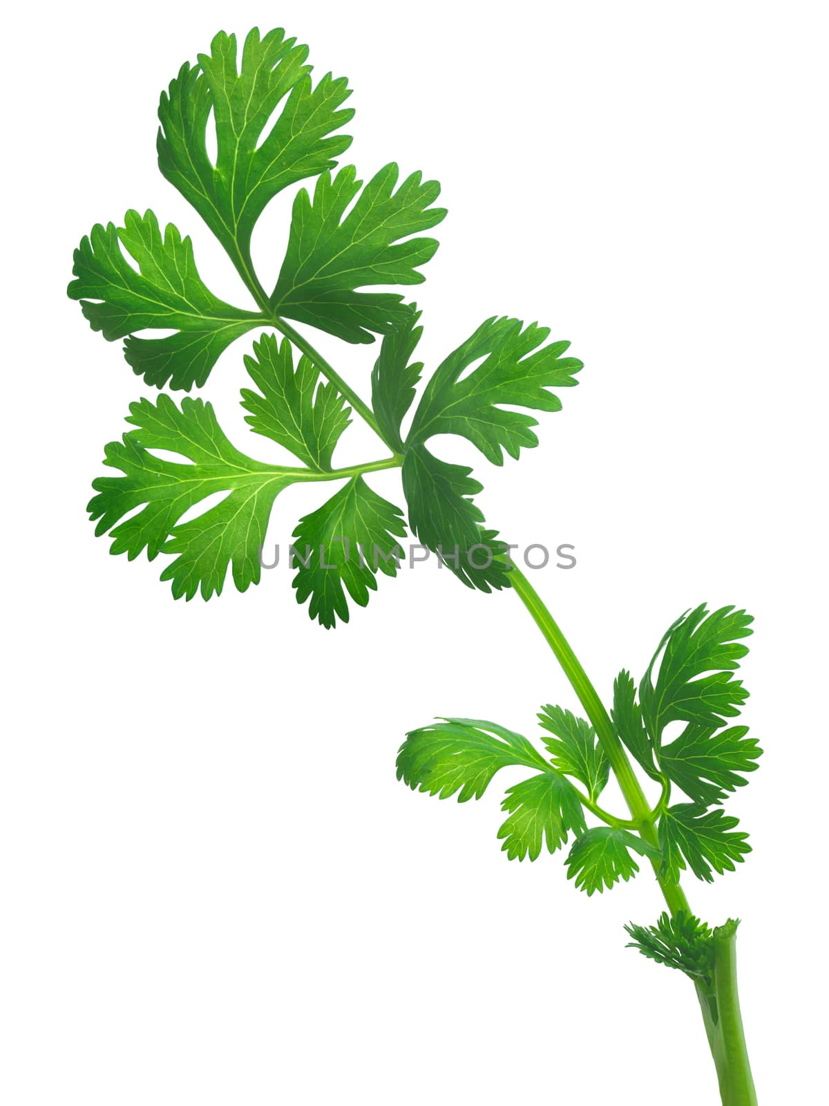 Coriander ( Coriandrum sativum) or cilantro, Chinese parsley, dhania fresh leaves. Clipping path, infinite depth of field, natural colors