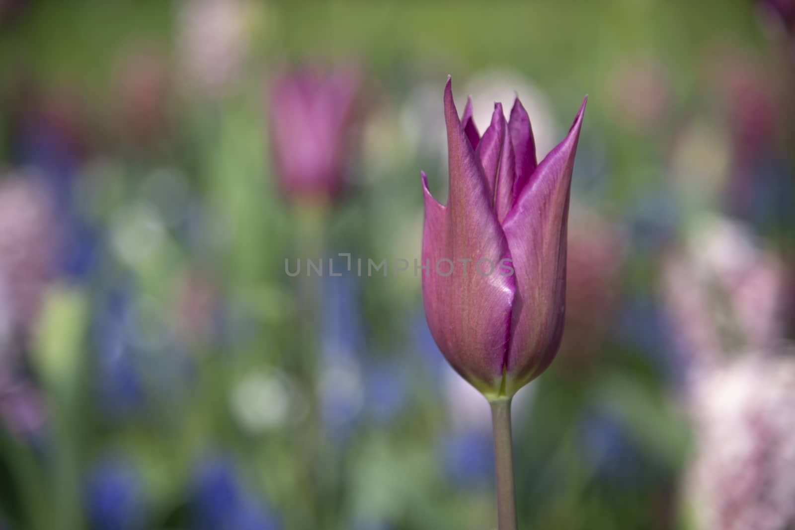Close up of a dark brown tulips blossom flower in the tulip field