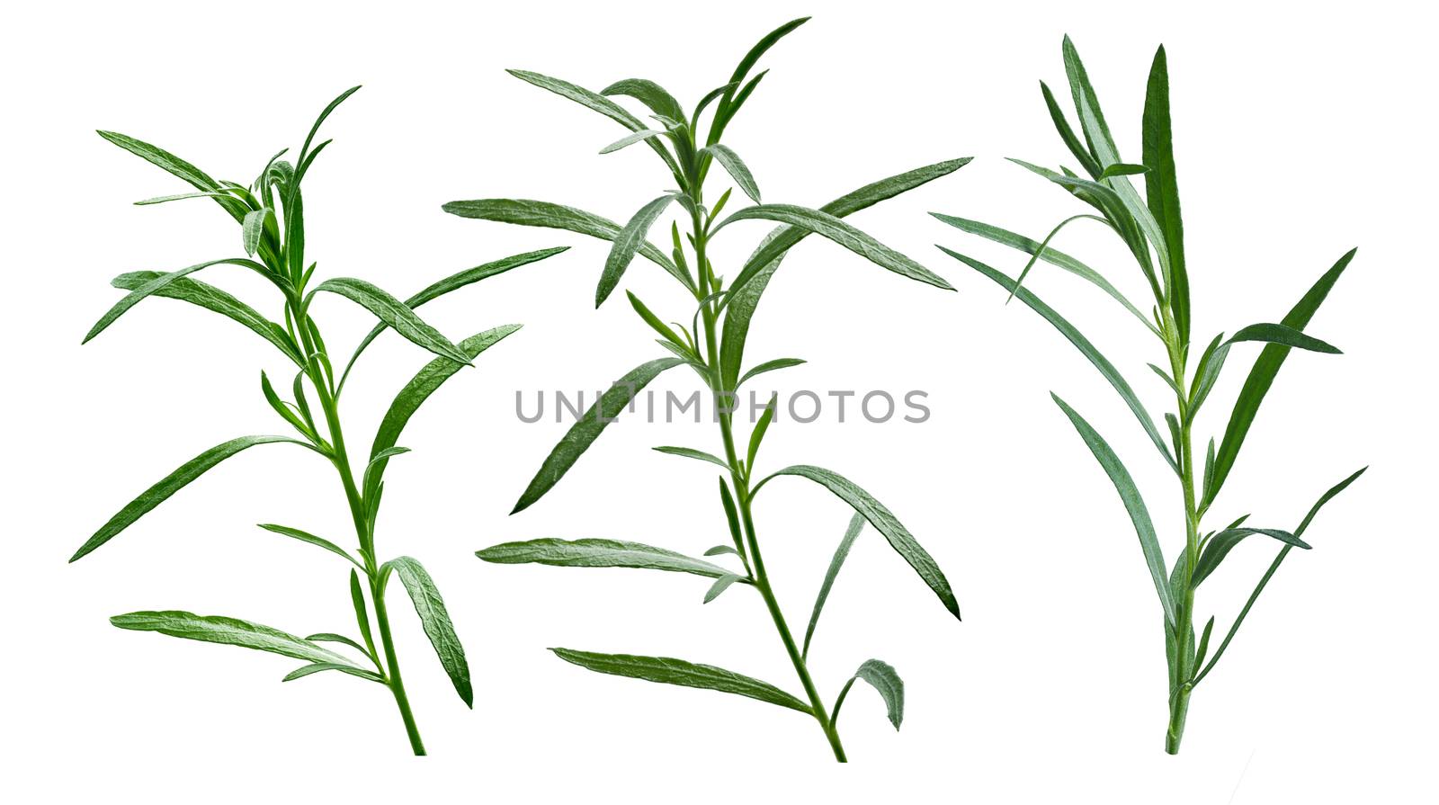 Set of fresh tarragon (Artemisia Dracunculus). Aromatic fine herb. Clipping path, infinite DOF, high detailed
