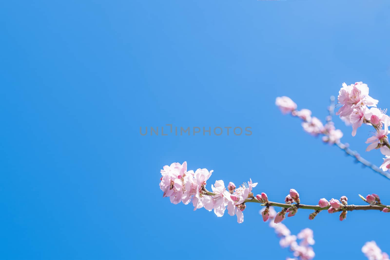 Pink Japanese cherry blossom blooming season under a ending winter blue sky by ankorlight