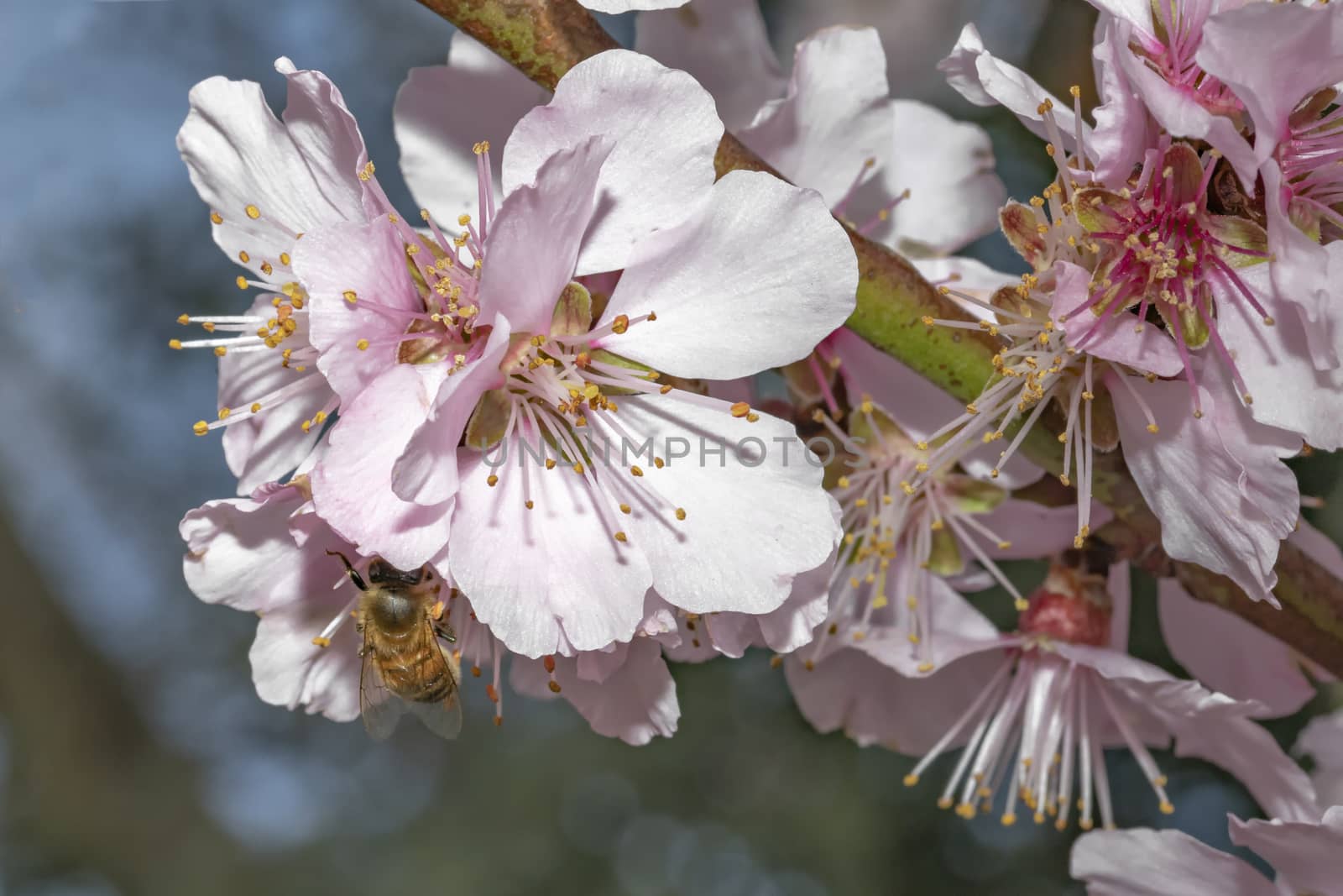Bee flying on pink Japanese cherry blossom blooming season under a ending winter blue sky by ankorlight