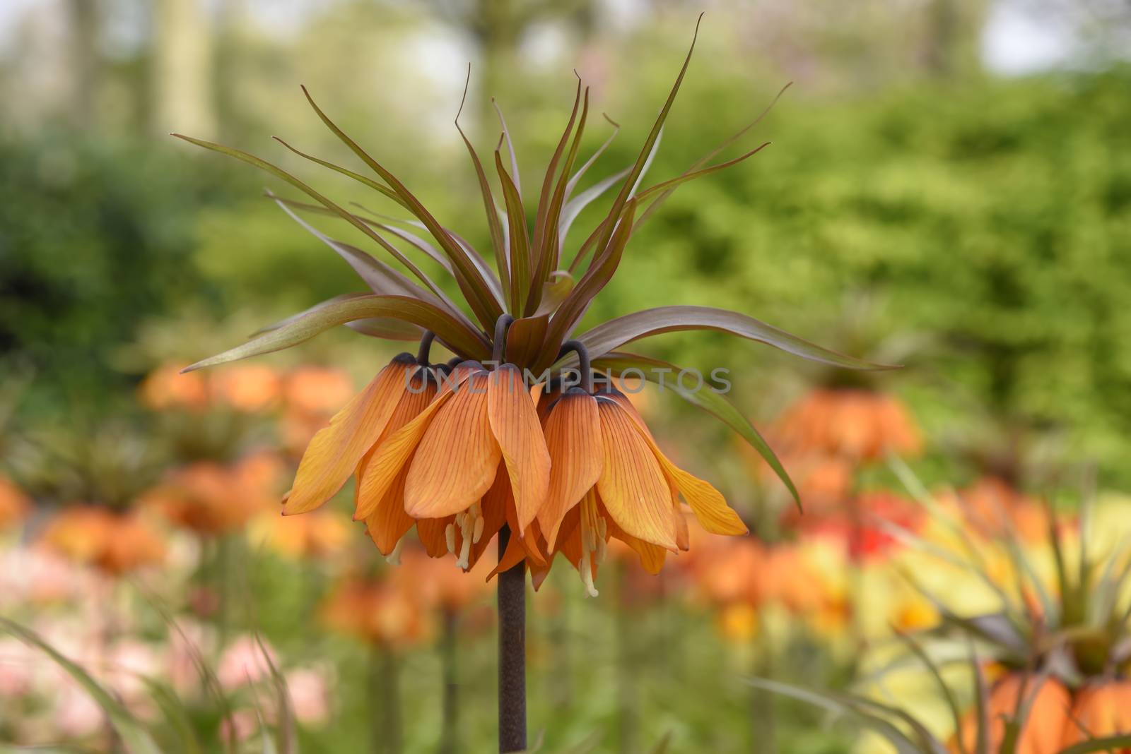 Orange Crown Imperial flowers against a blur flower background under a sunny day light