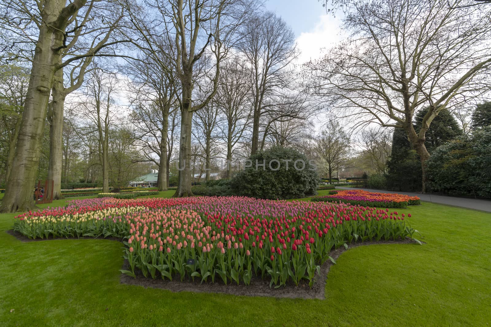 Yellow Daffodil and multi color tulips blossom blooming under a very well maintained garden in spring time by ankorlight