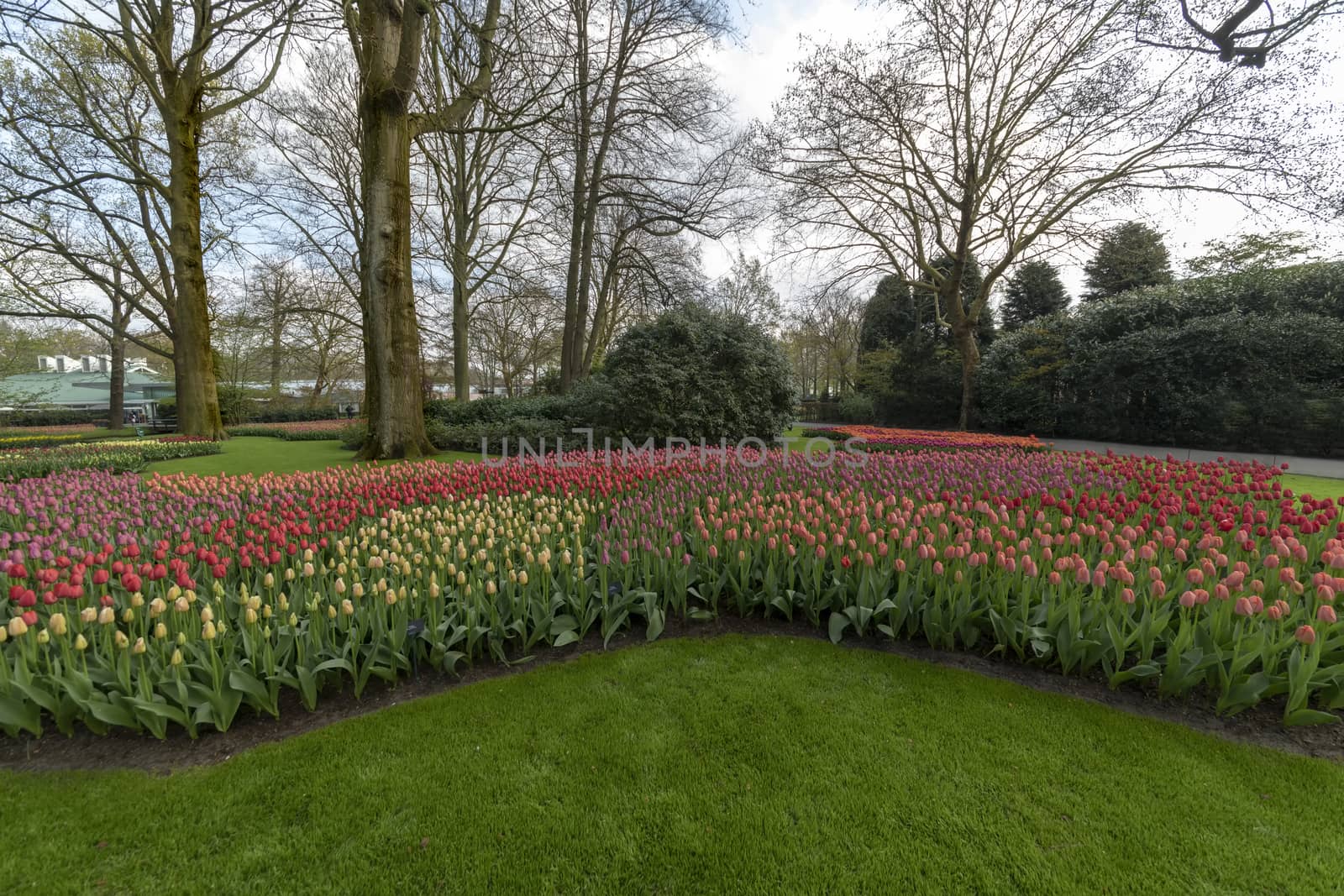Yellow Daffodil and multi color tulips blossom blooming under a very well maintained garden in spring time