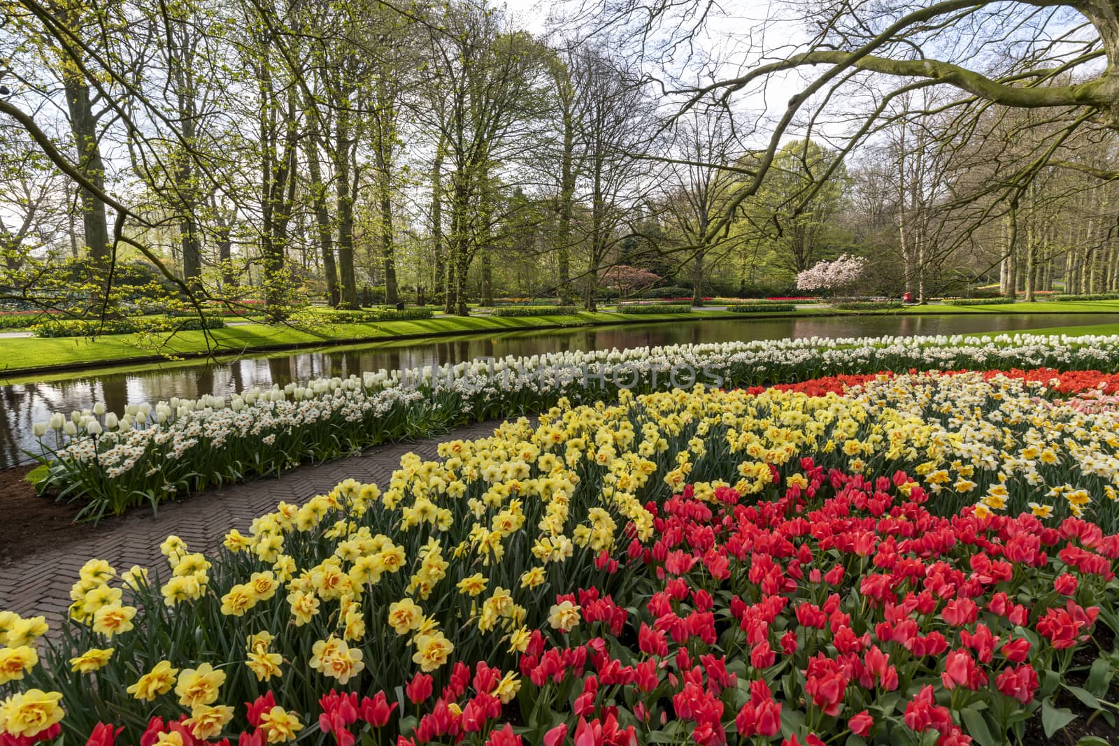 Yellow Daffodil and multi color tulips blossom blooming under a very well maintained garden in spring time