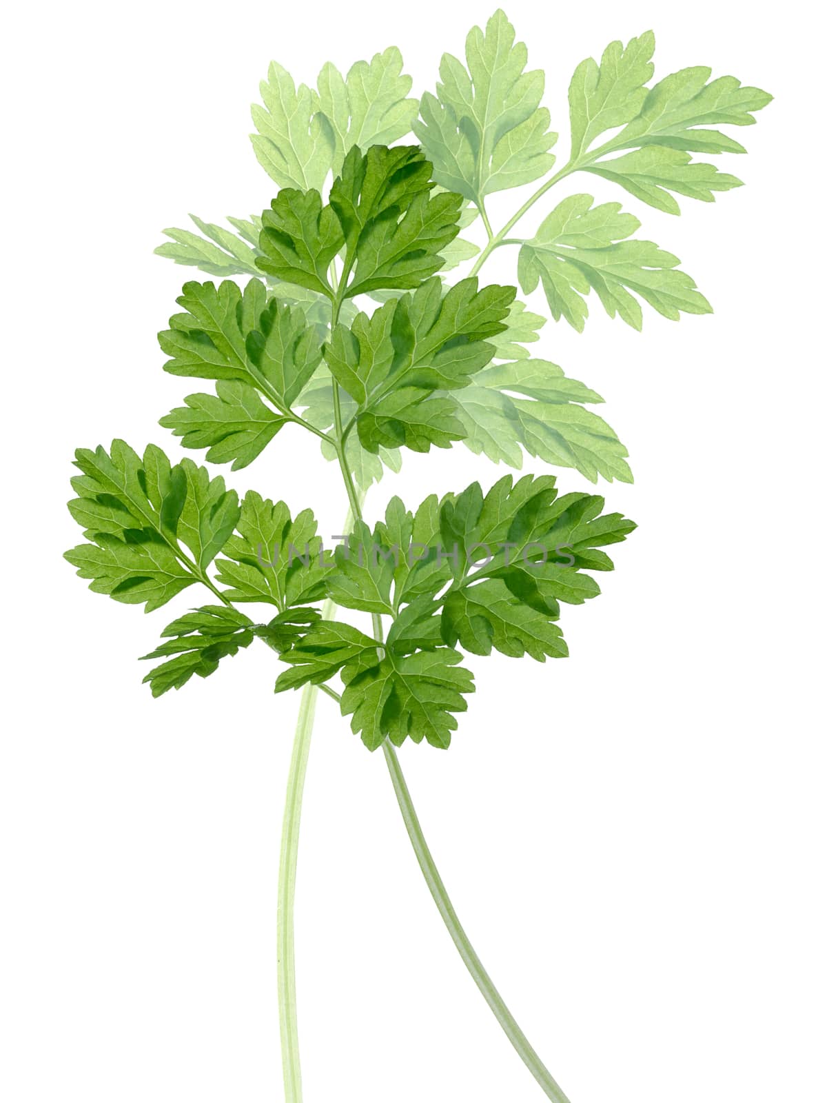 Shoots of Chervil (Anthriscus cerefolium), parsley-related fine herb. Clipping paths,infinite depth of field, natural color