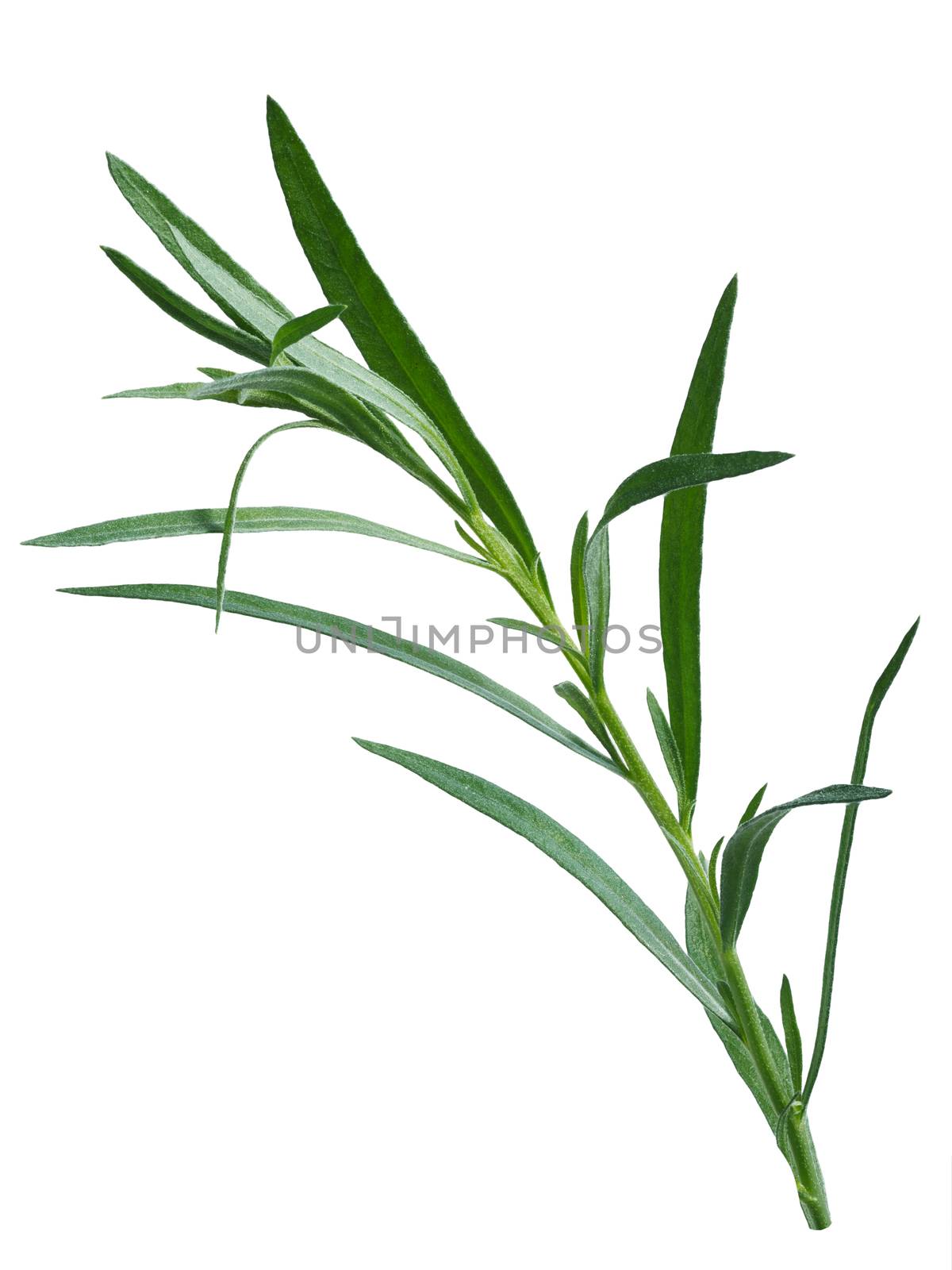 Fresh tarragon (Artemisia Dracunculus). Aromatic fine herb. Clipping path, infinite DOF, high detailed, natural color

